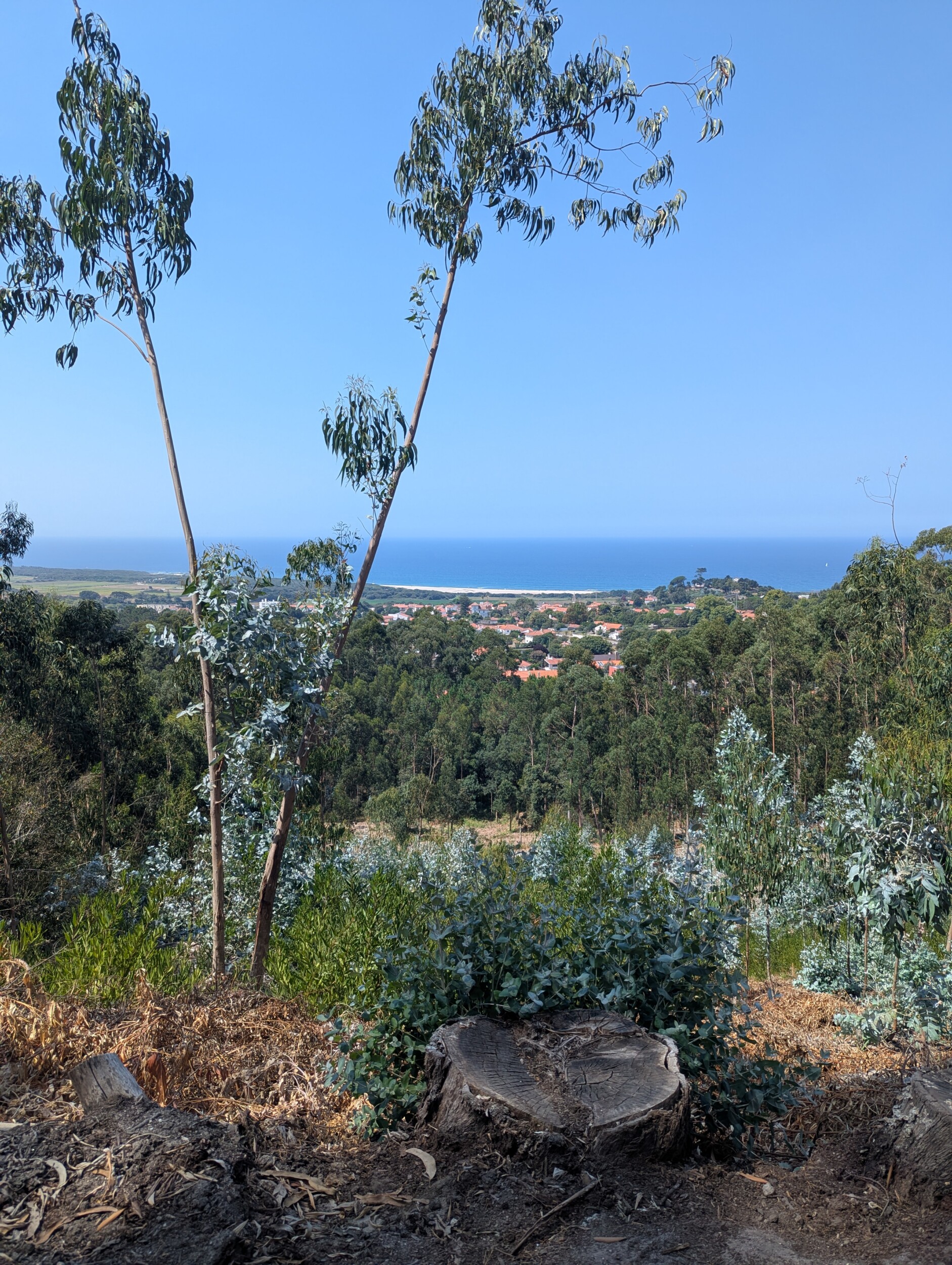 Eucalyptus bos langs de Camino Portugues