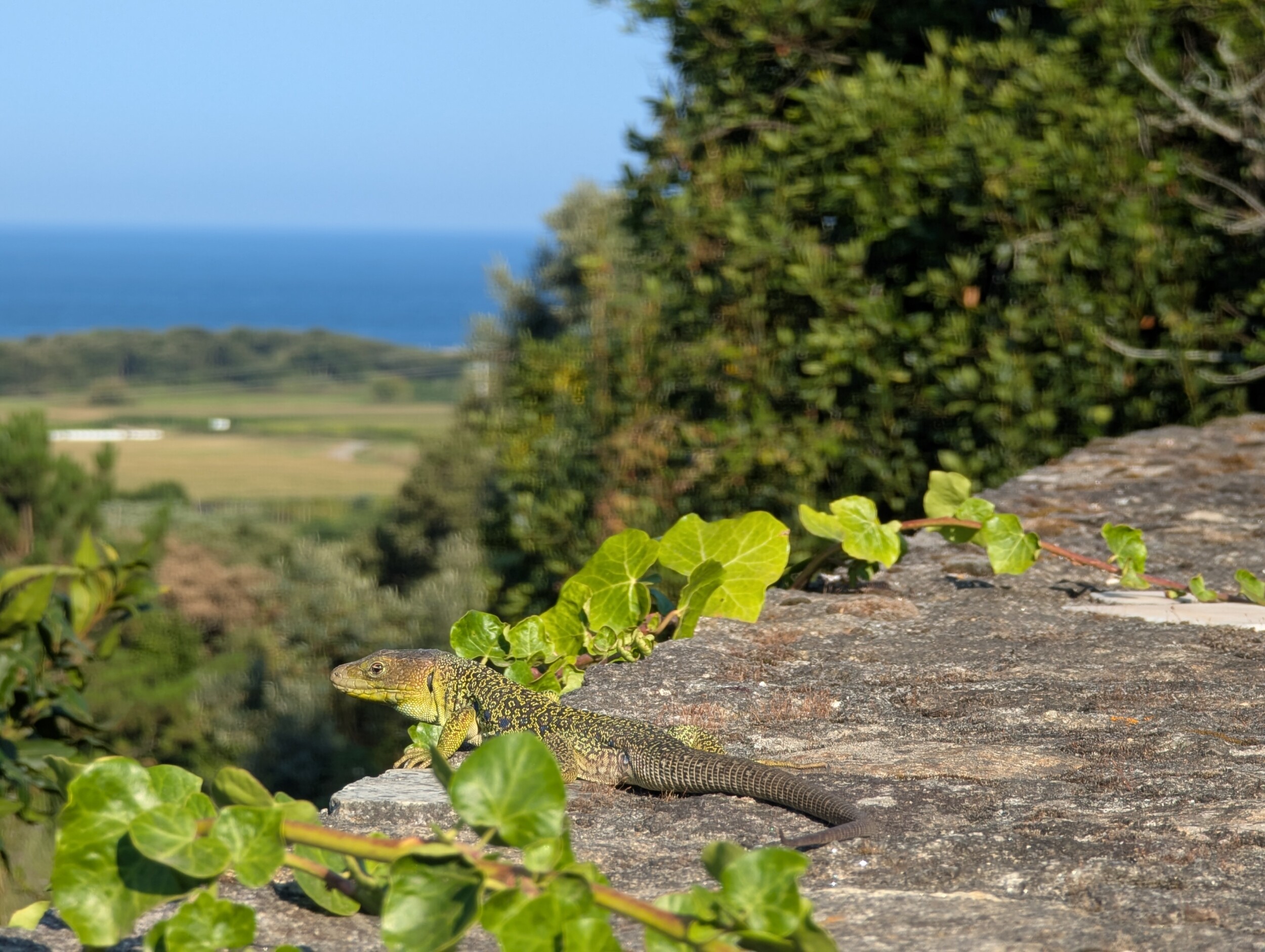 camino portugues kustroute