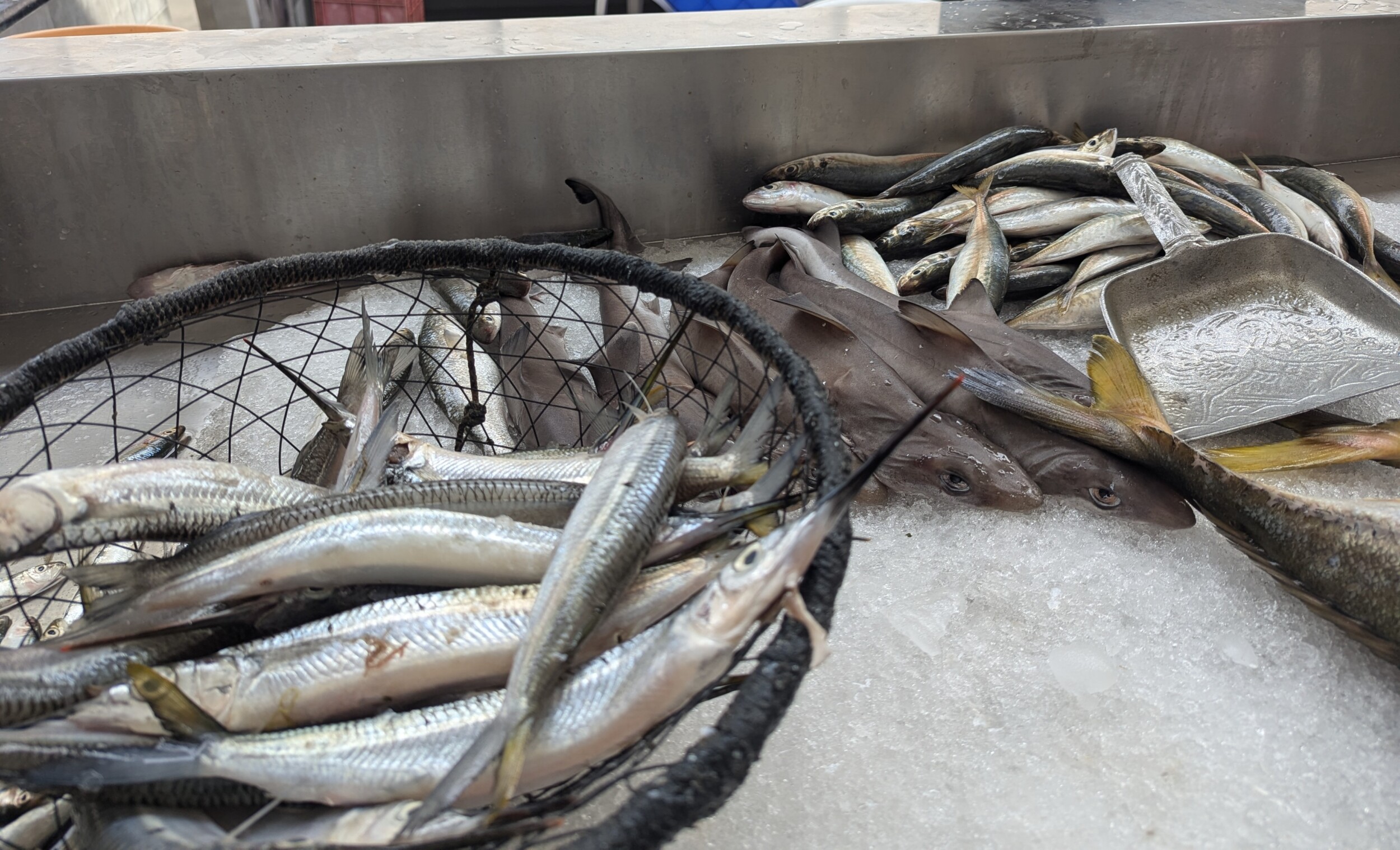 vismarkt - bezienswaardigheden muscat