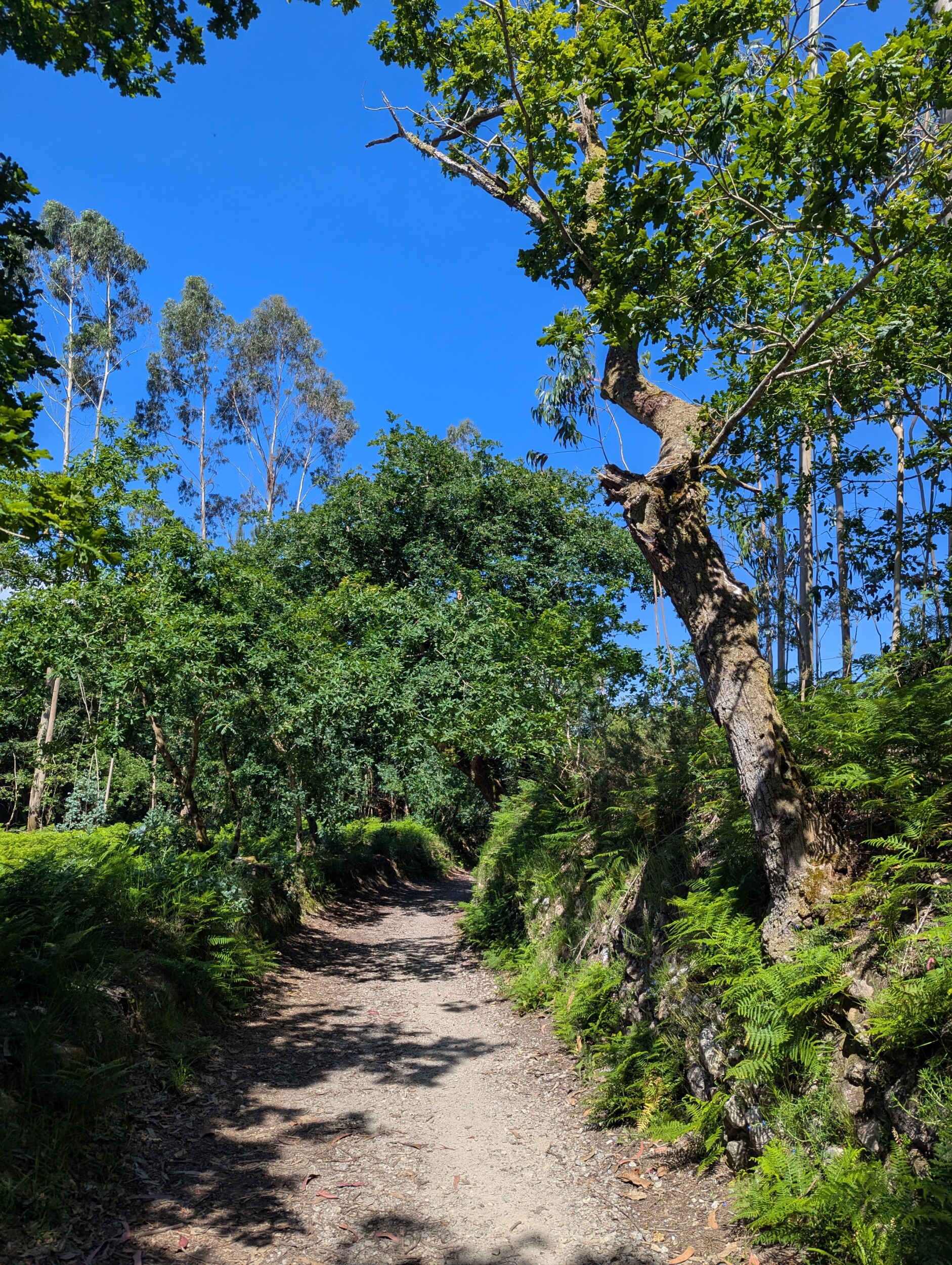 Camino de Finisterre wandelreis Zinvol Reizen