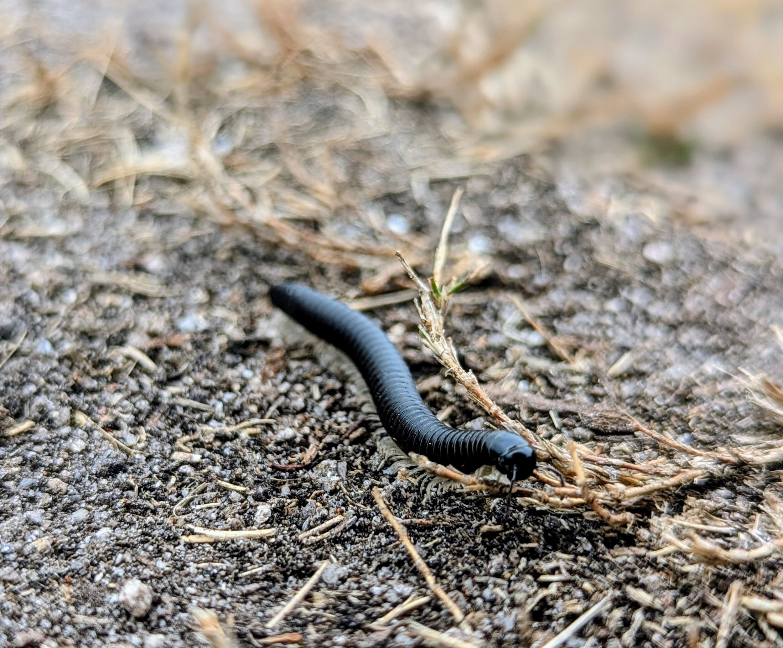 Duizendpootje onderweg