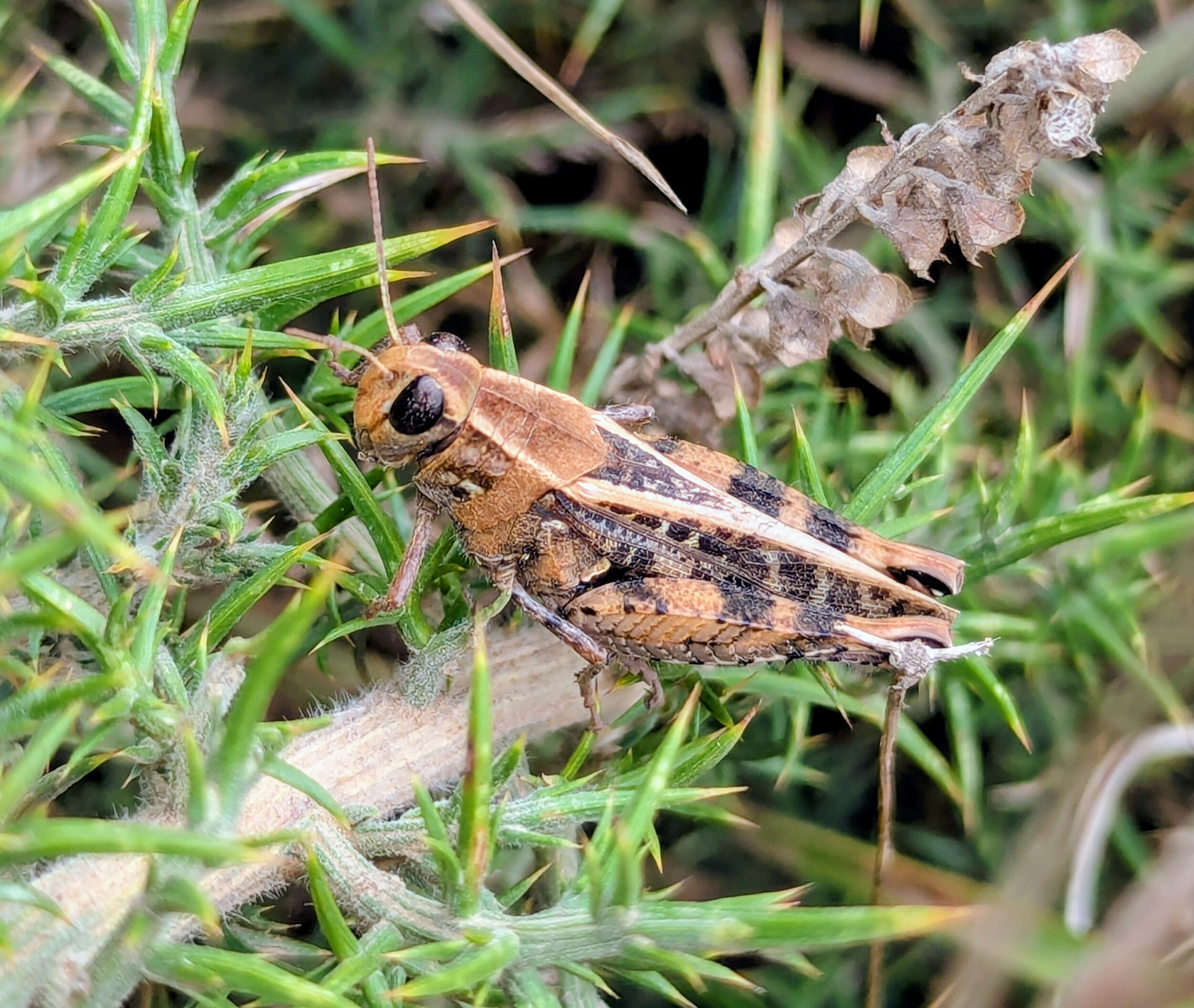 Bezoek Ons Eiland - Pontevedra, Spanje