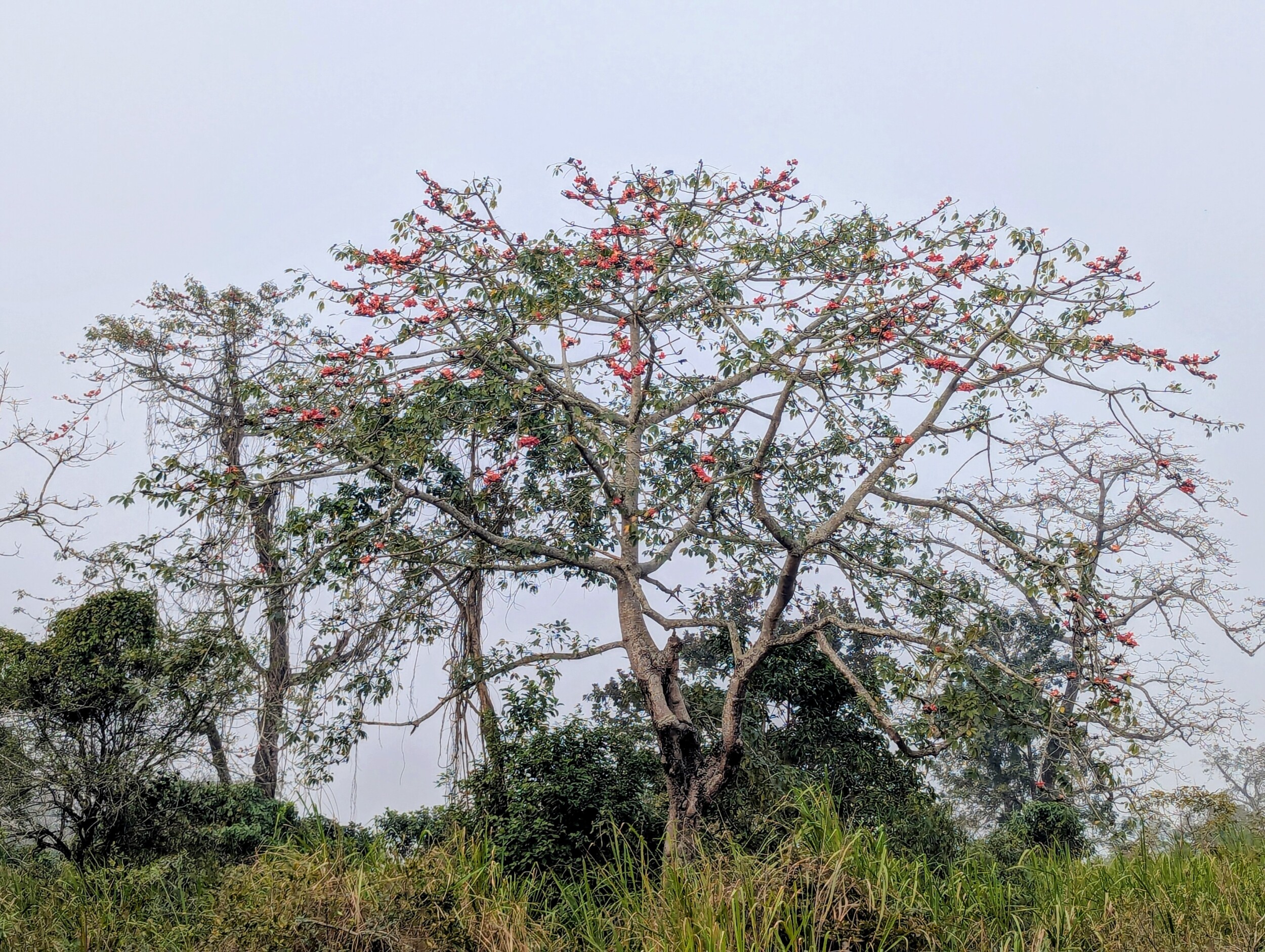 Bombax Ceiba - Red Silk Cotton Tree - Kaziranga NP