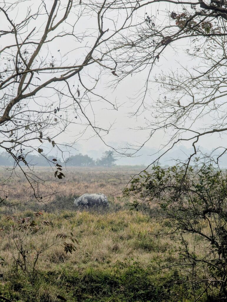 Eerste neushoorn Kizaranga National park