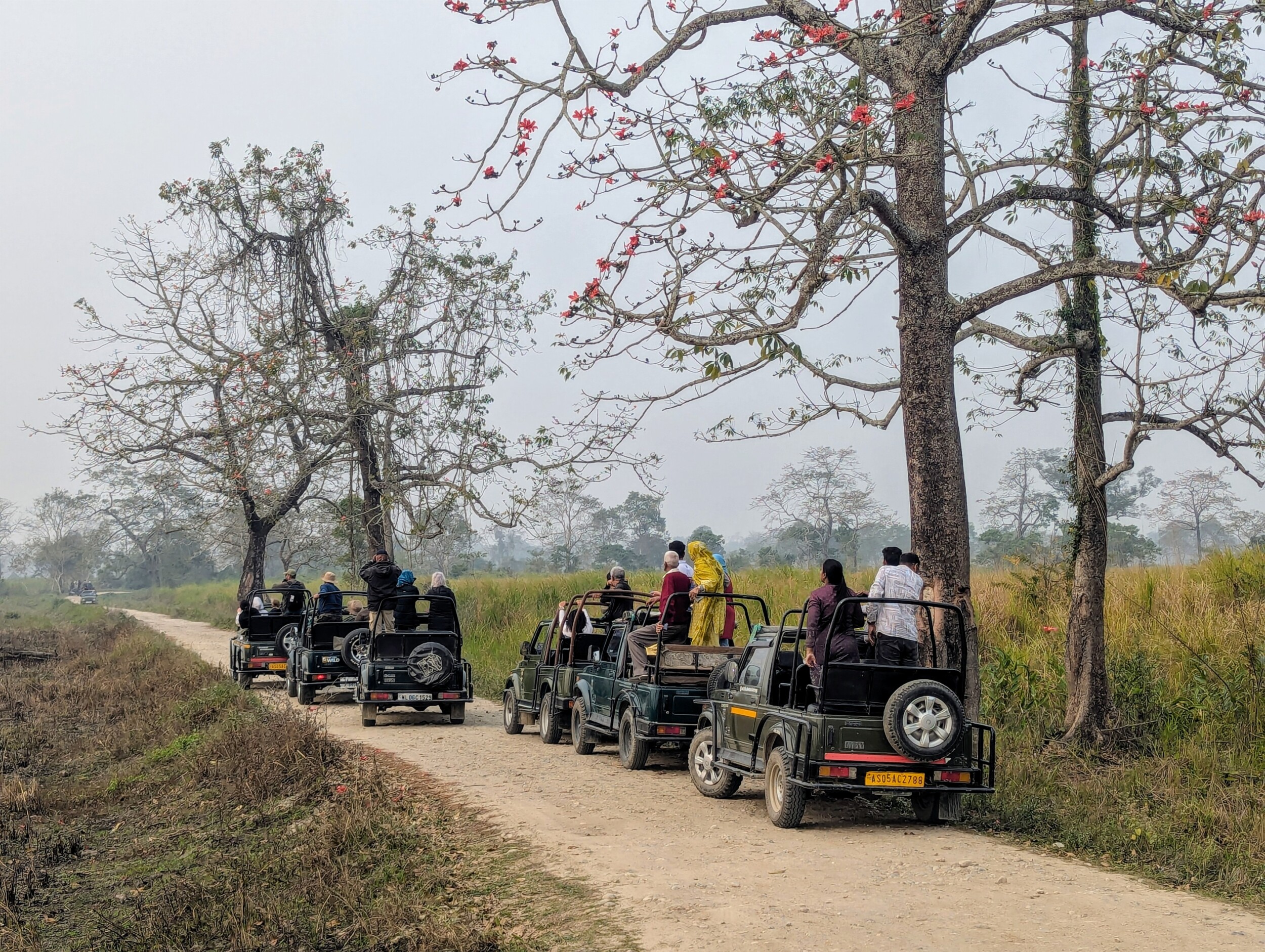 Jeepsafari Kaziranga NP Assam, India