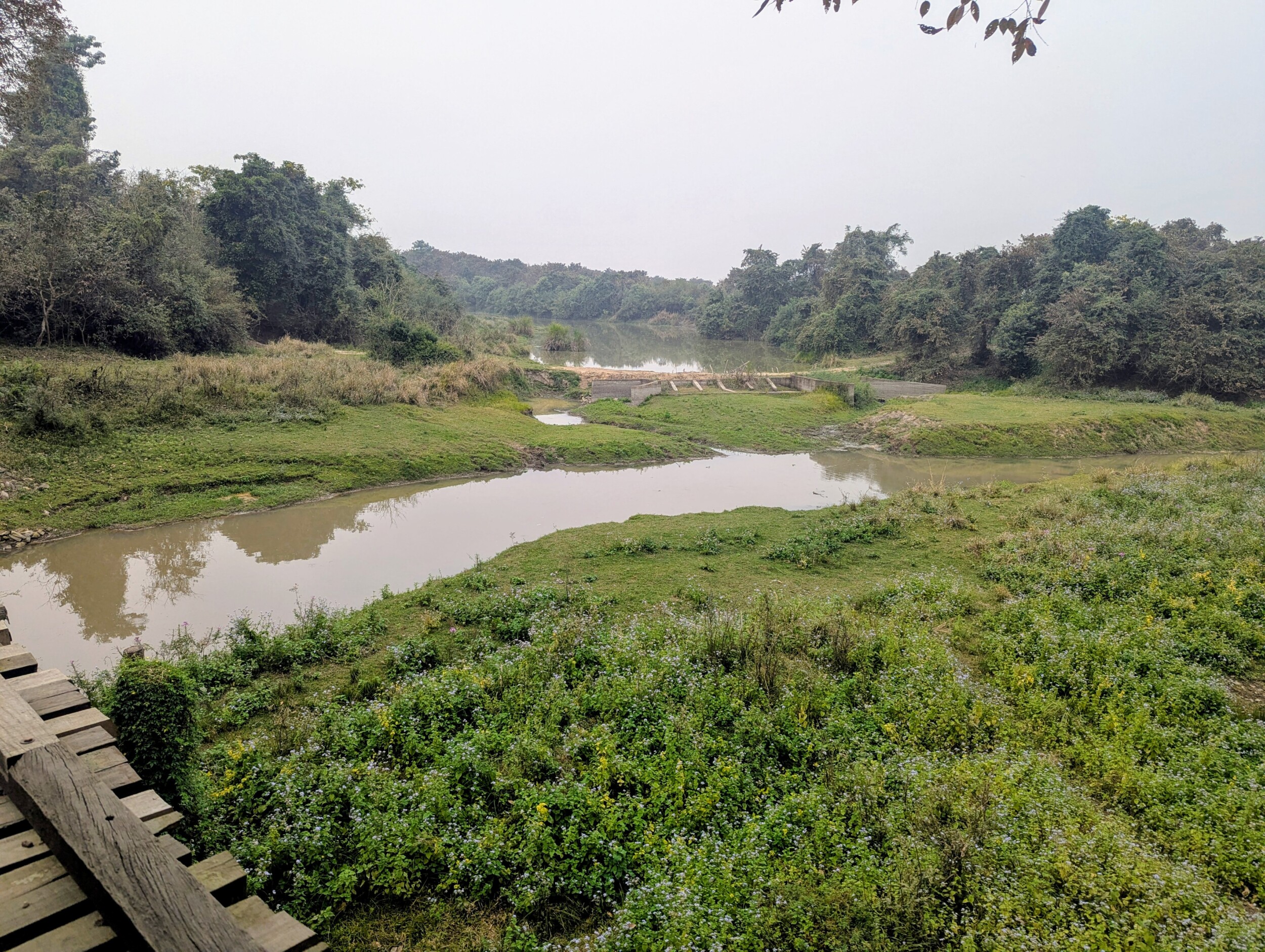 Kohora Range - Kaziranga NP Assam India