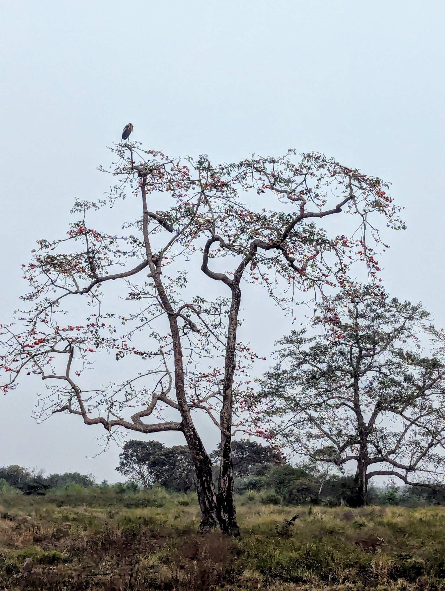 Natuur in Kaziranga National Park Assam India