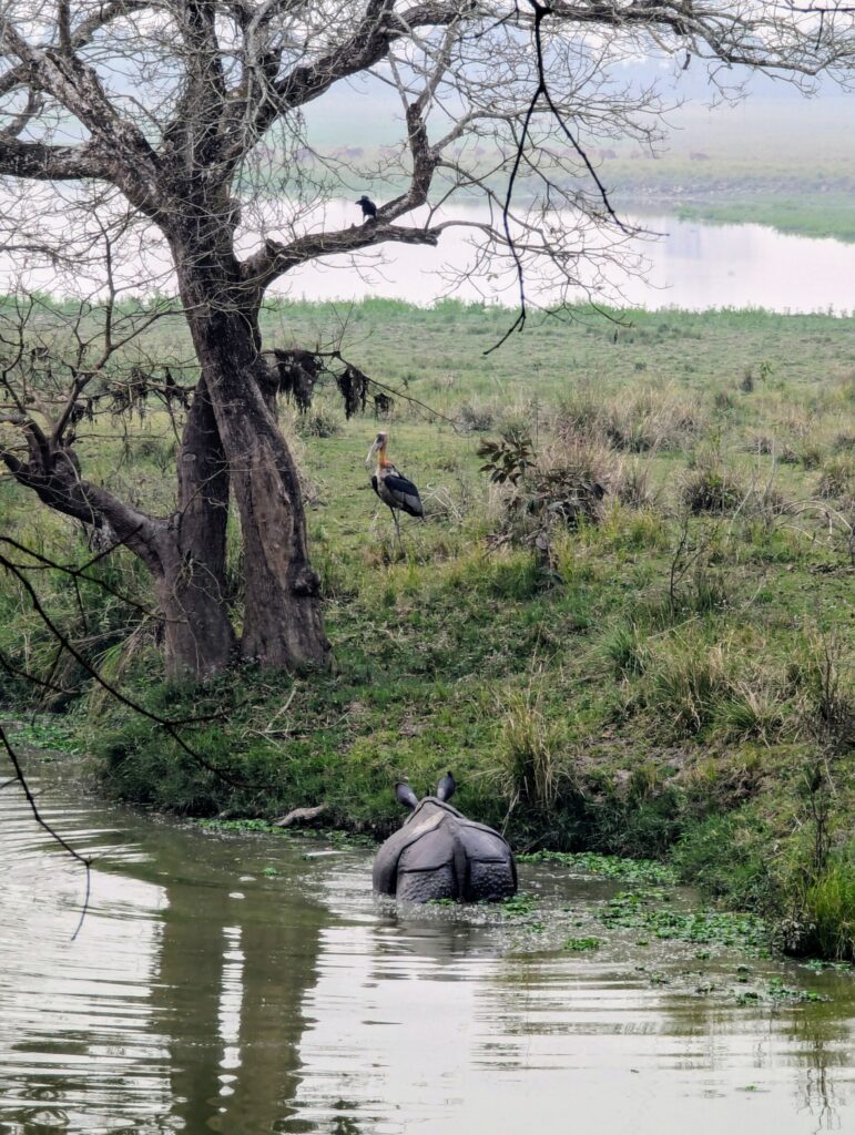 Neushoorn en twee vogels - Kaziranga NP Assam India