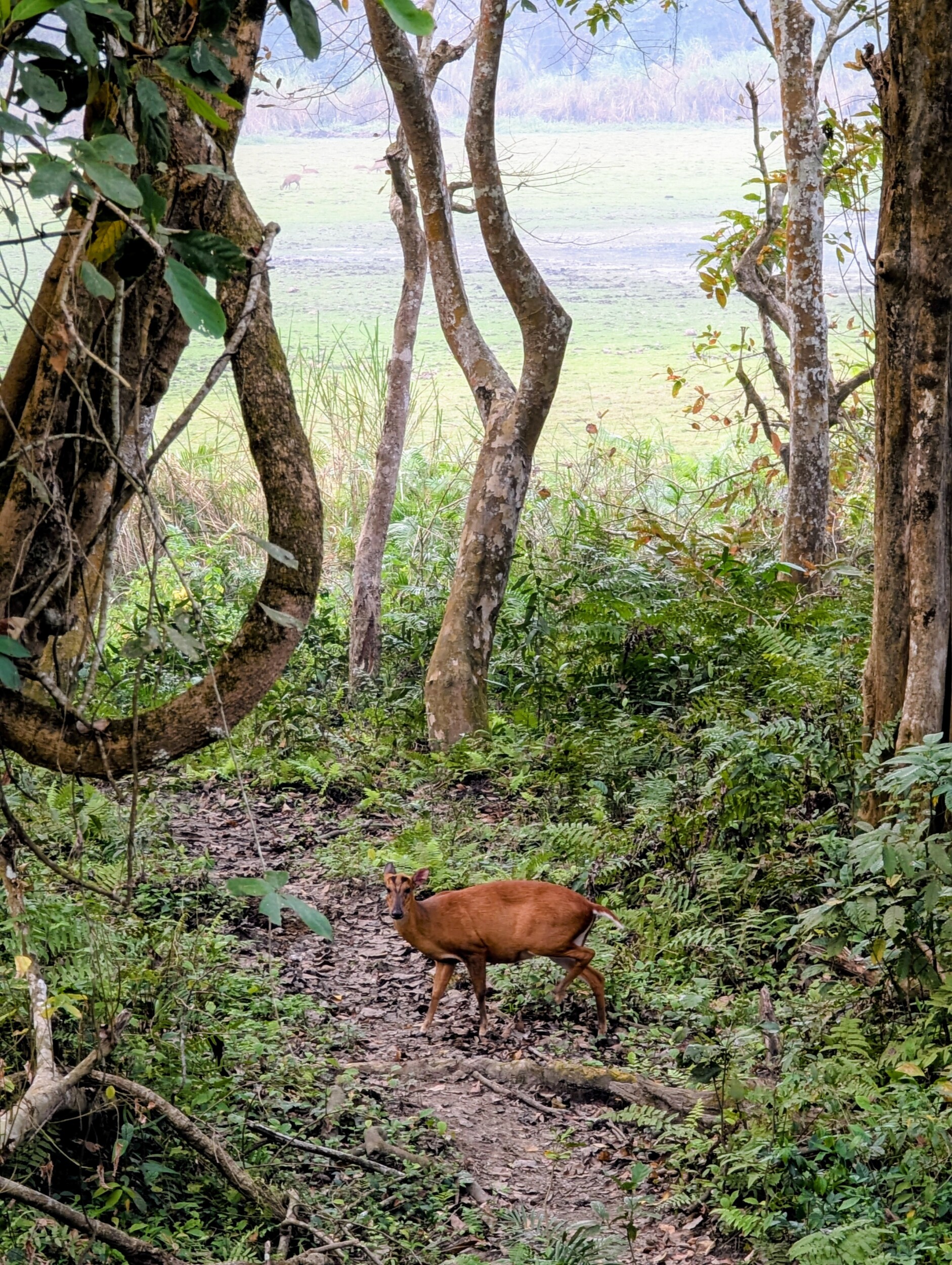 moerashert in Kaziranga NP Assam India