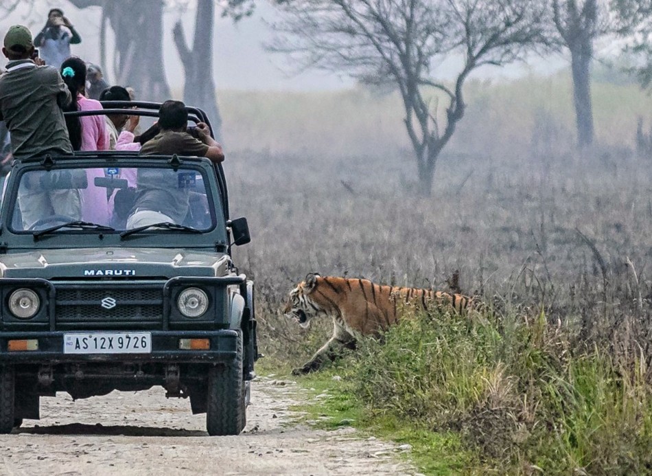 Tijger Kaziranga Spotten Assam