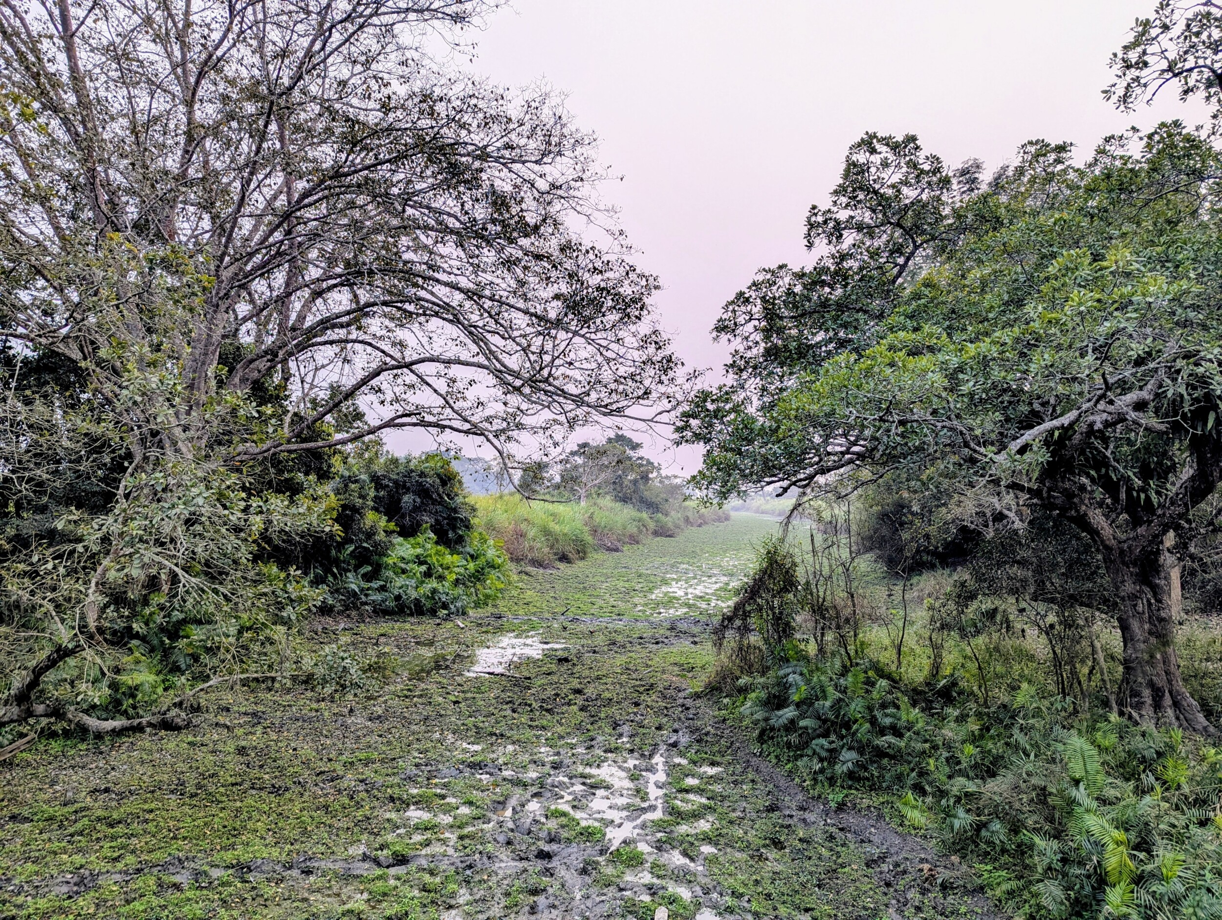 Waterrijk Kaziranga NP Assam India