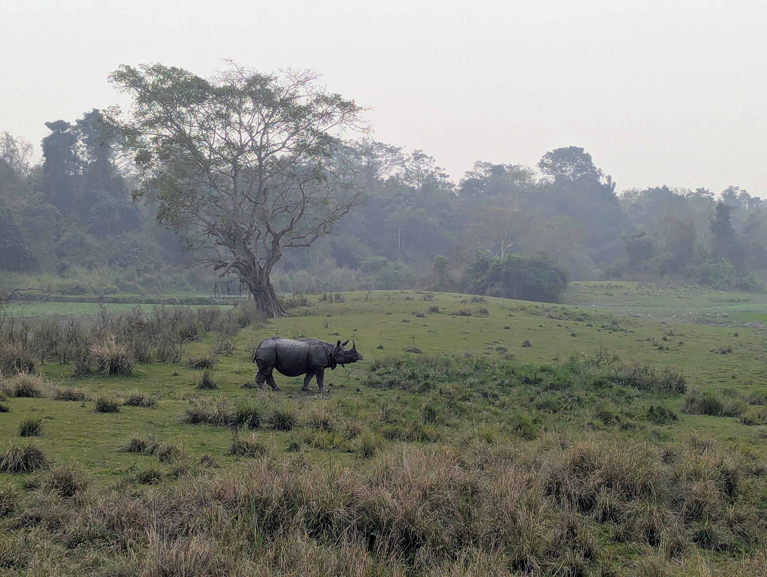 neushoorn kaziranga NP Assam India