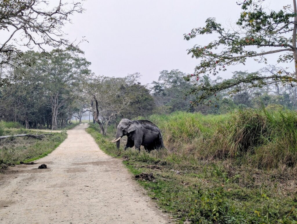 olifant in Kaziranga NP Assam India