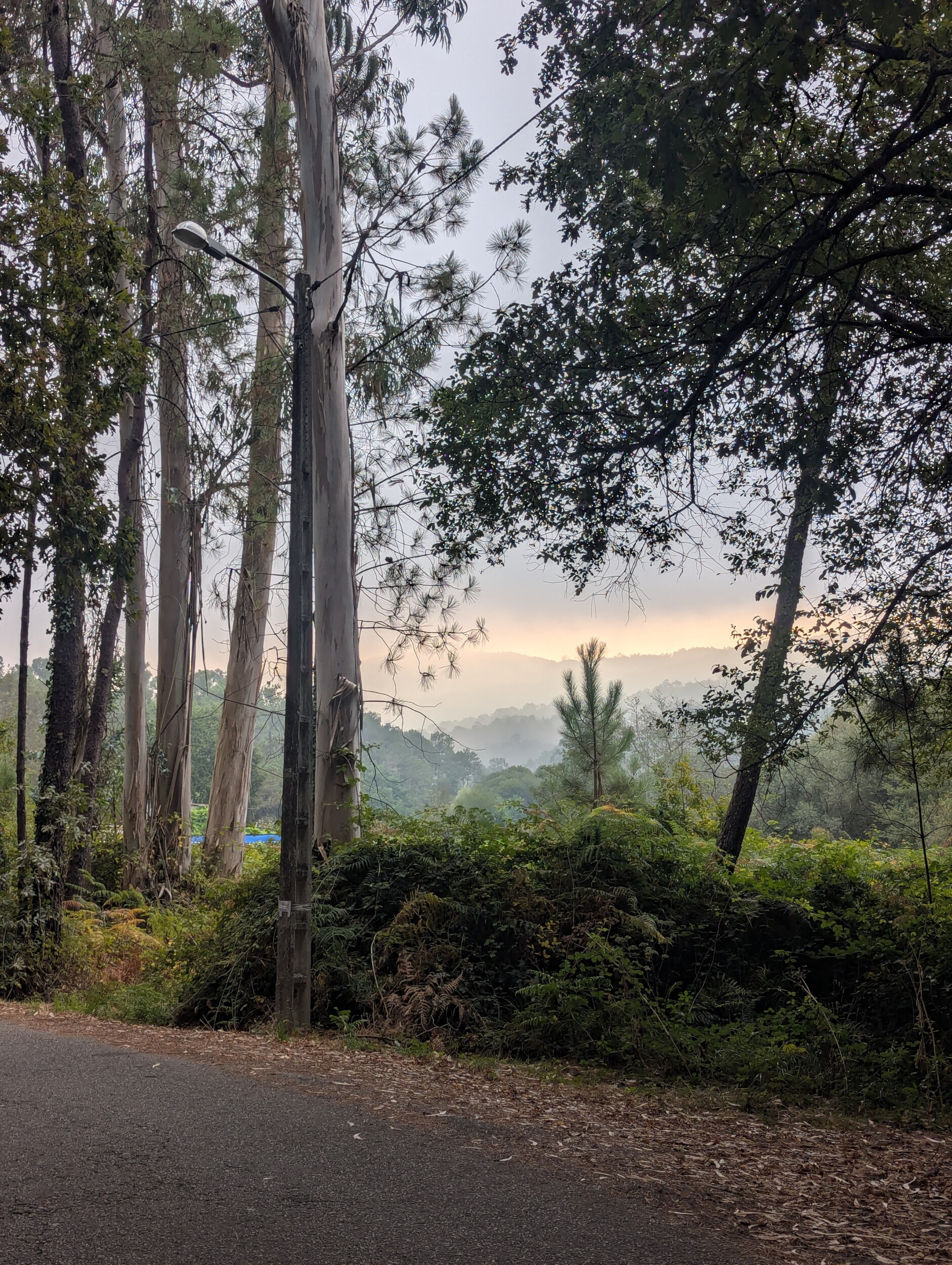 Vroege ochtend op de camino - eucalyptus en mist