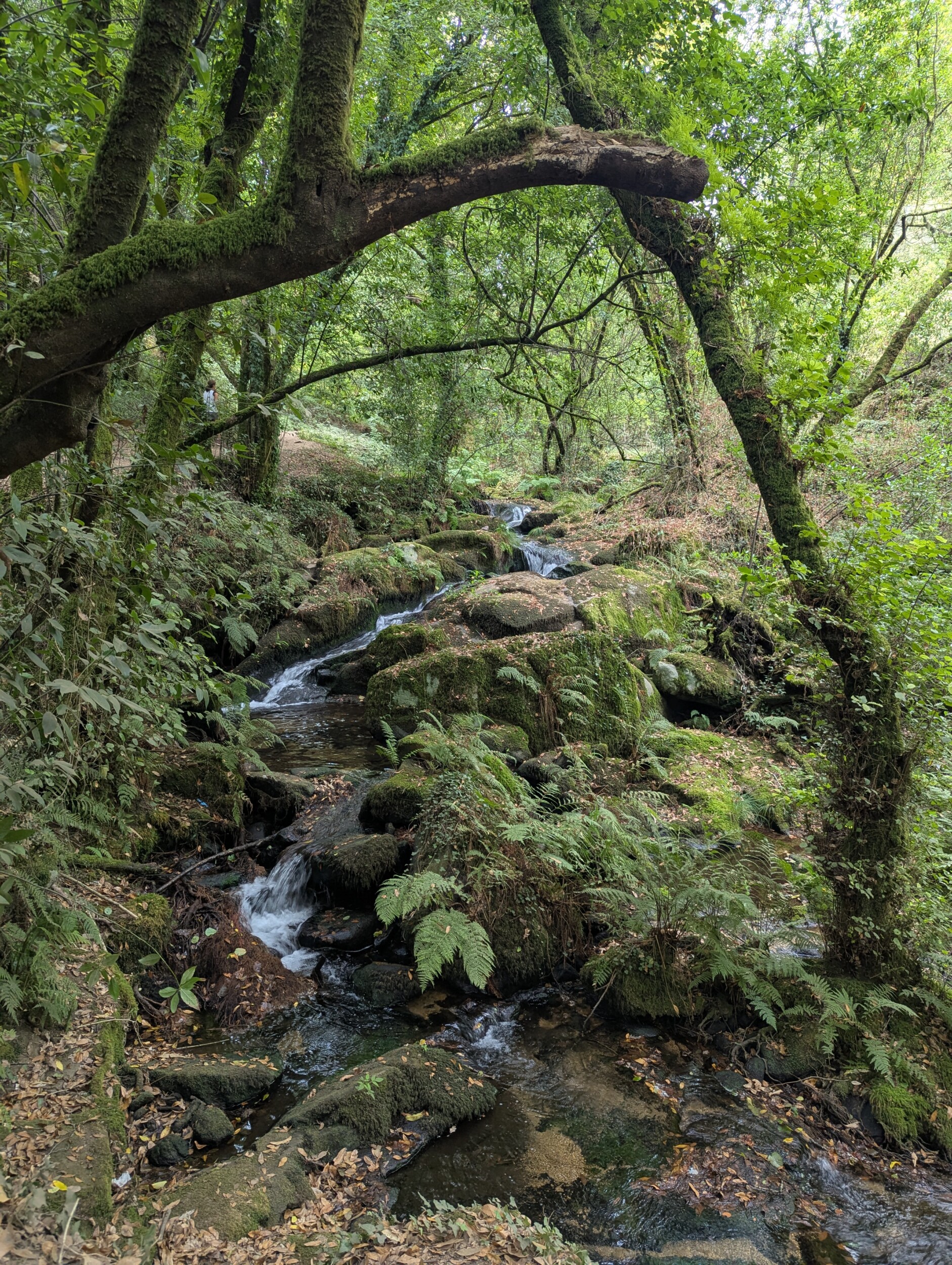 Zo'n historisch interessante plek dit bos - Variante Espiritual - Camino Portugues