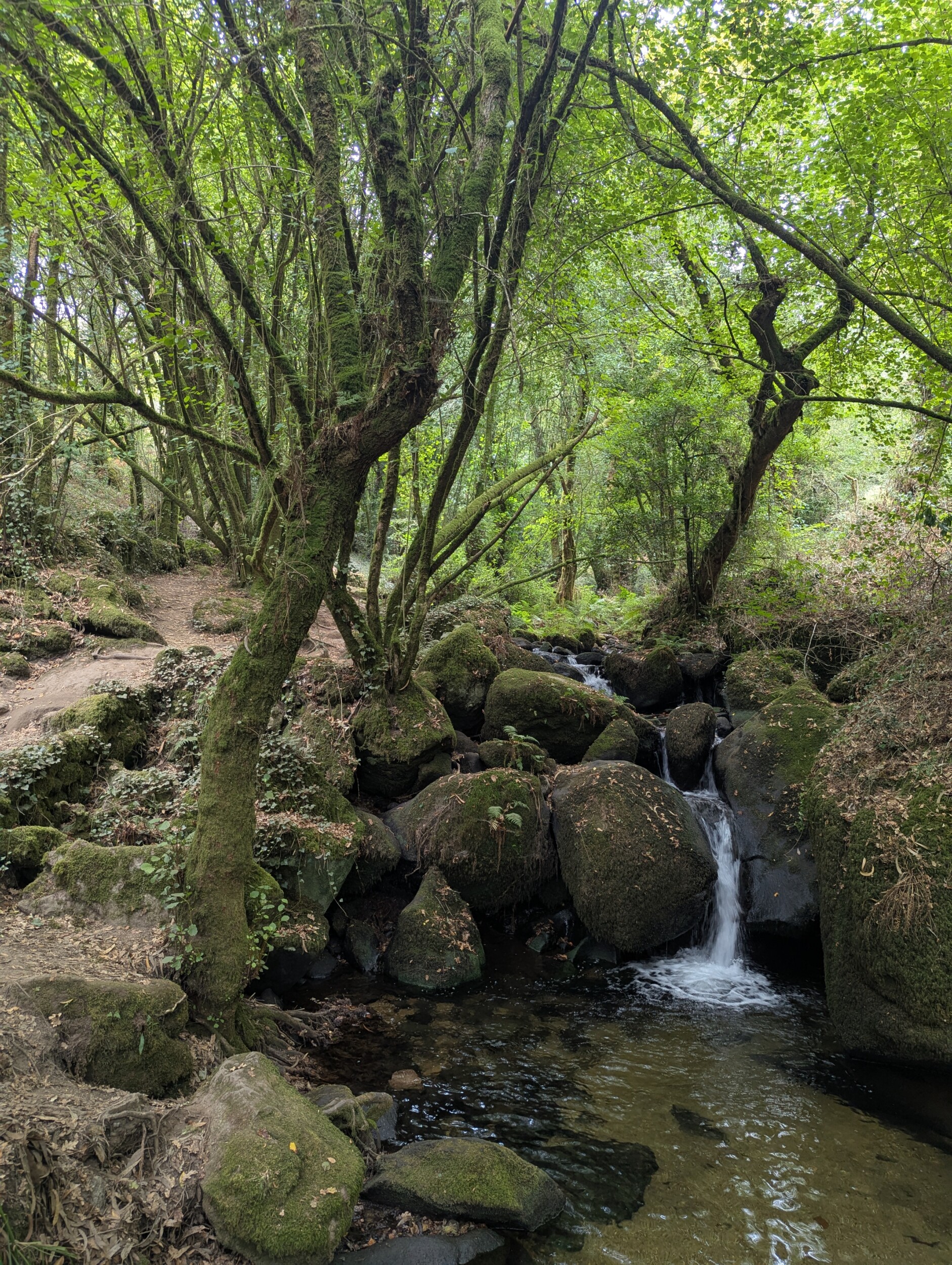 Zo'n historisch interessante plek dit bos - Variante Espiritual - Camino Portugues