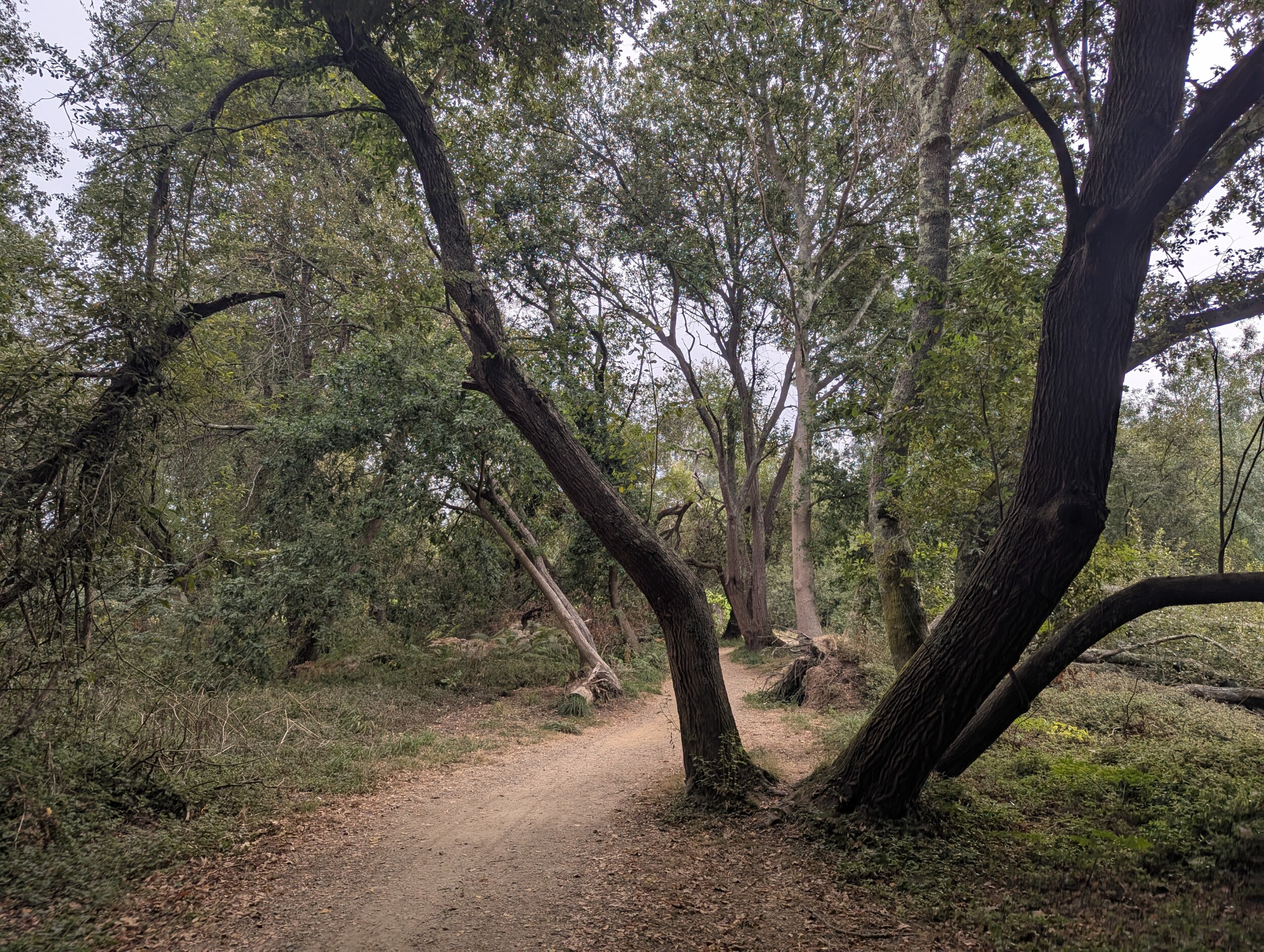 Heerlijke bospaden langs water - Camino Portugués Spirituele Variant