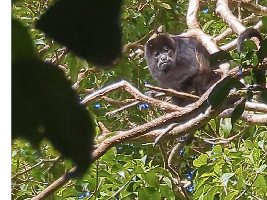 Howler Monkey - Brulaap Costa Rica