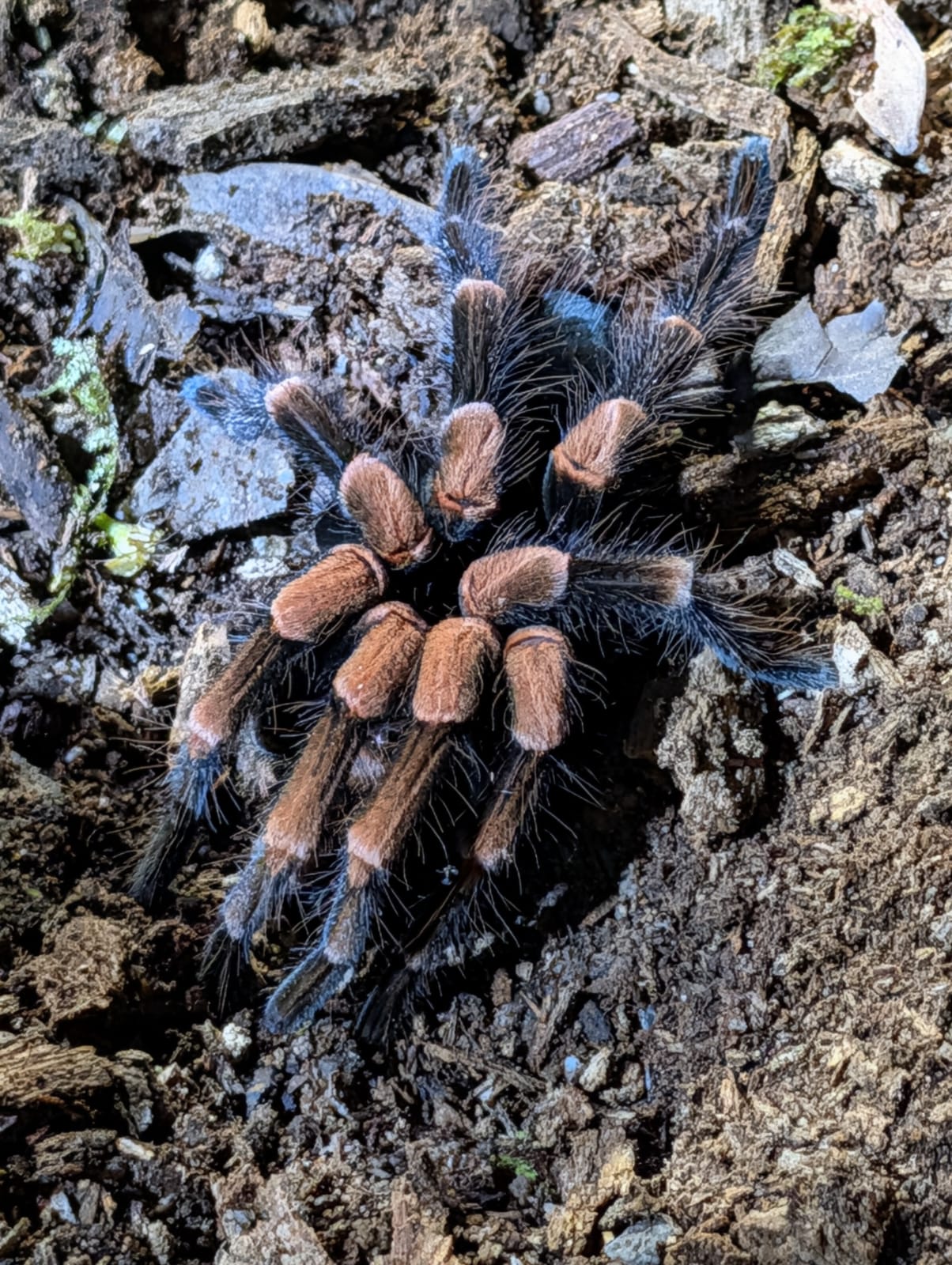 Tarantula tijdens nachtwandeling - Monteverde