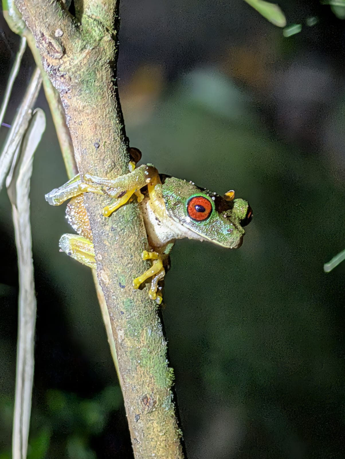 Het boegbeeld van Costa Rica natuurlijk - De kikker