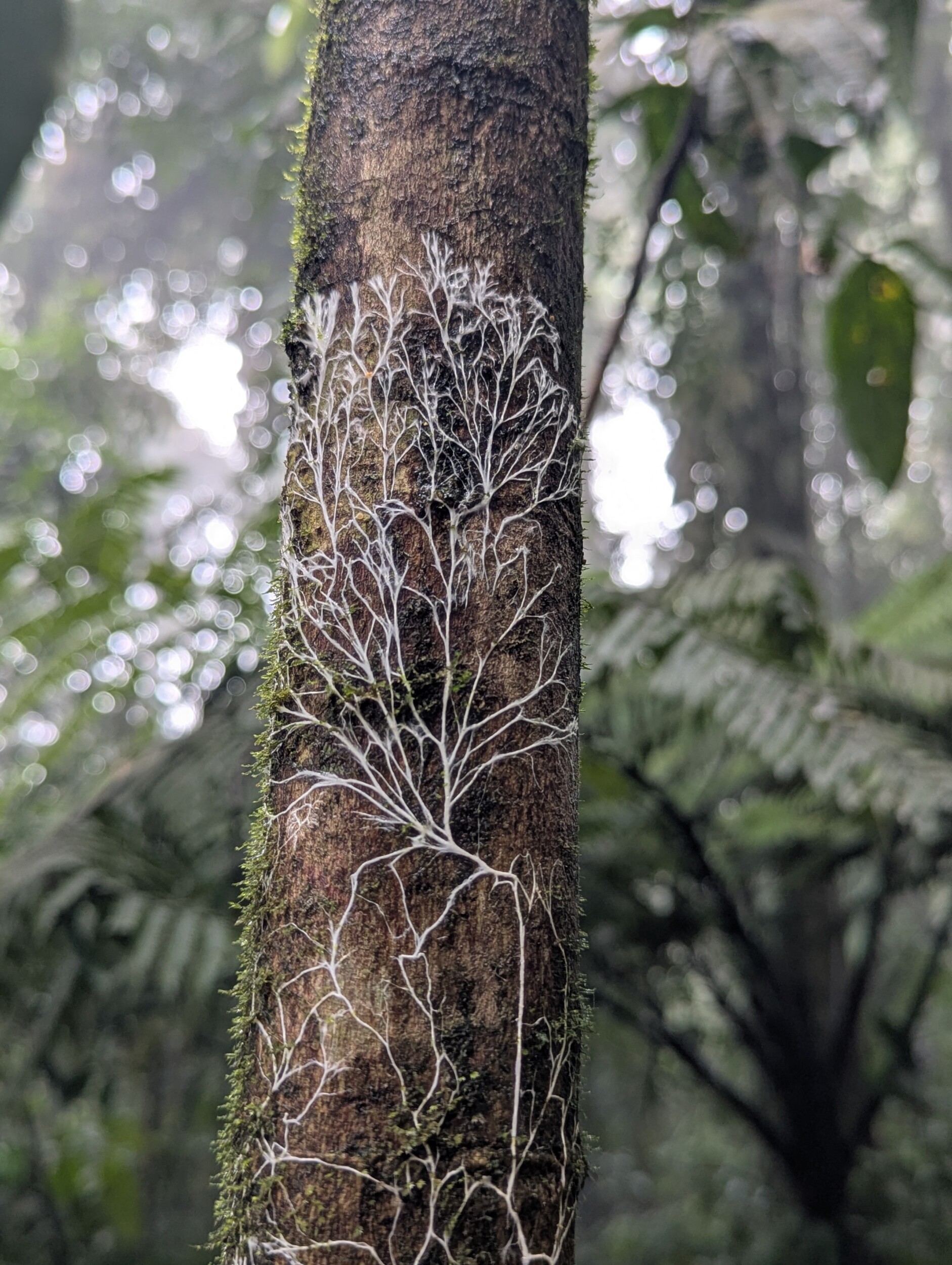 Structuren van de natuur - Catarata del Toro, Costa Rica