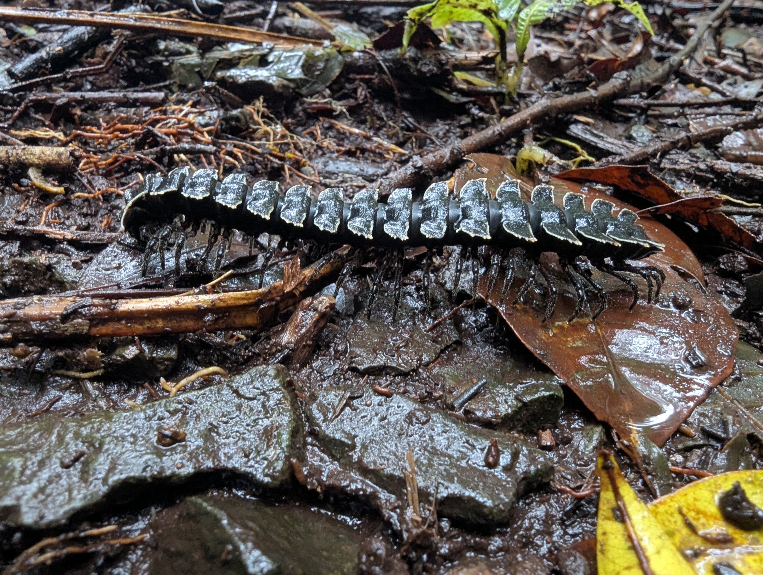 Grote Platrug - Flat-backed Millipede bij Catarata Del Toro in Costa Rica