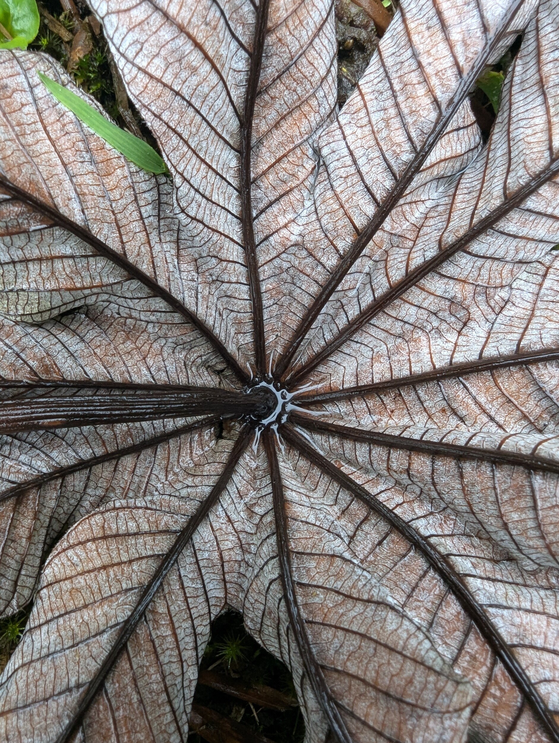 Structuren van de natuur - Catarata del Toro, Costa Rica