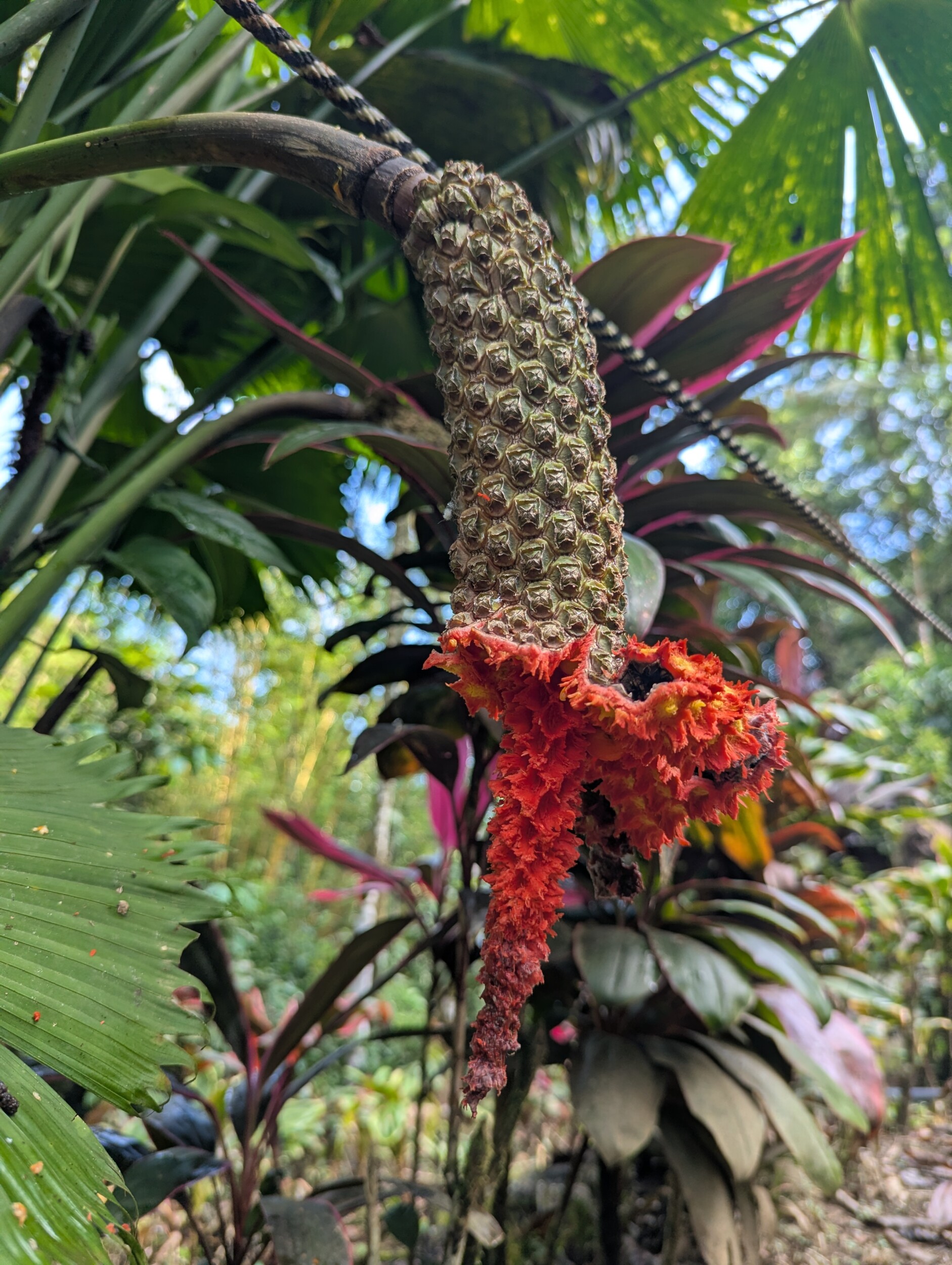 Prachtige bloem in de tuin bij Princesa de la Luna Ecolodge