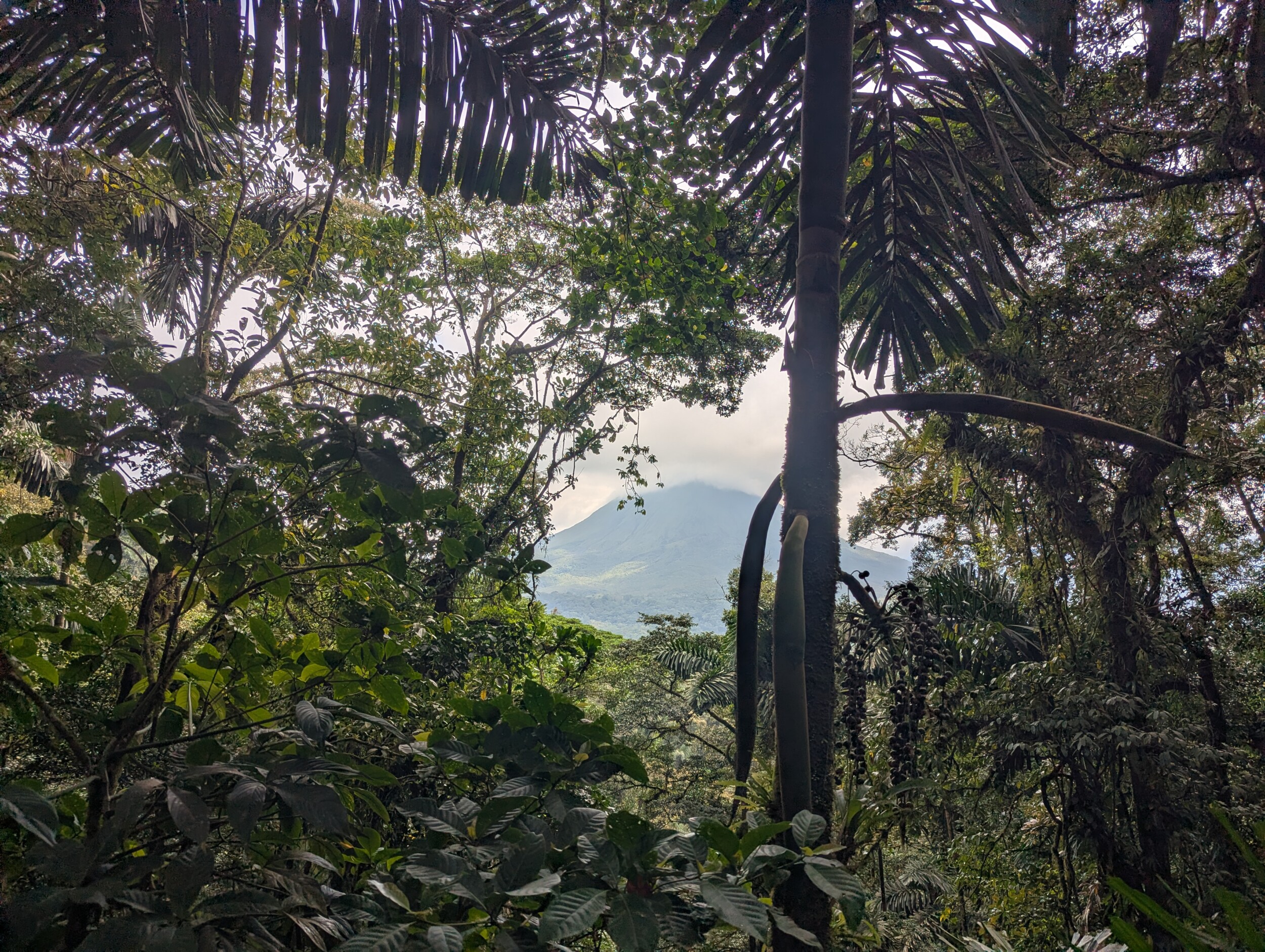 De jungle van Mistico Park in Costa Rica