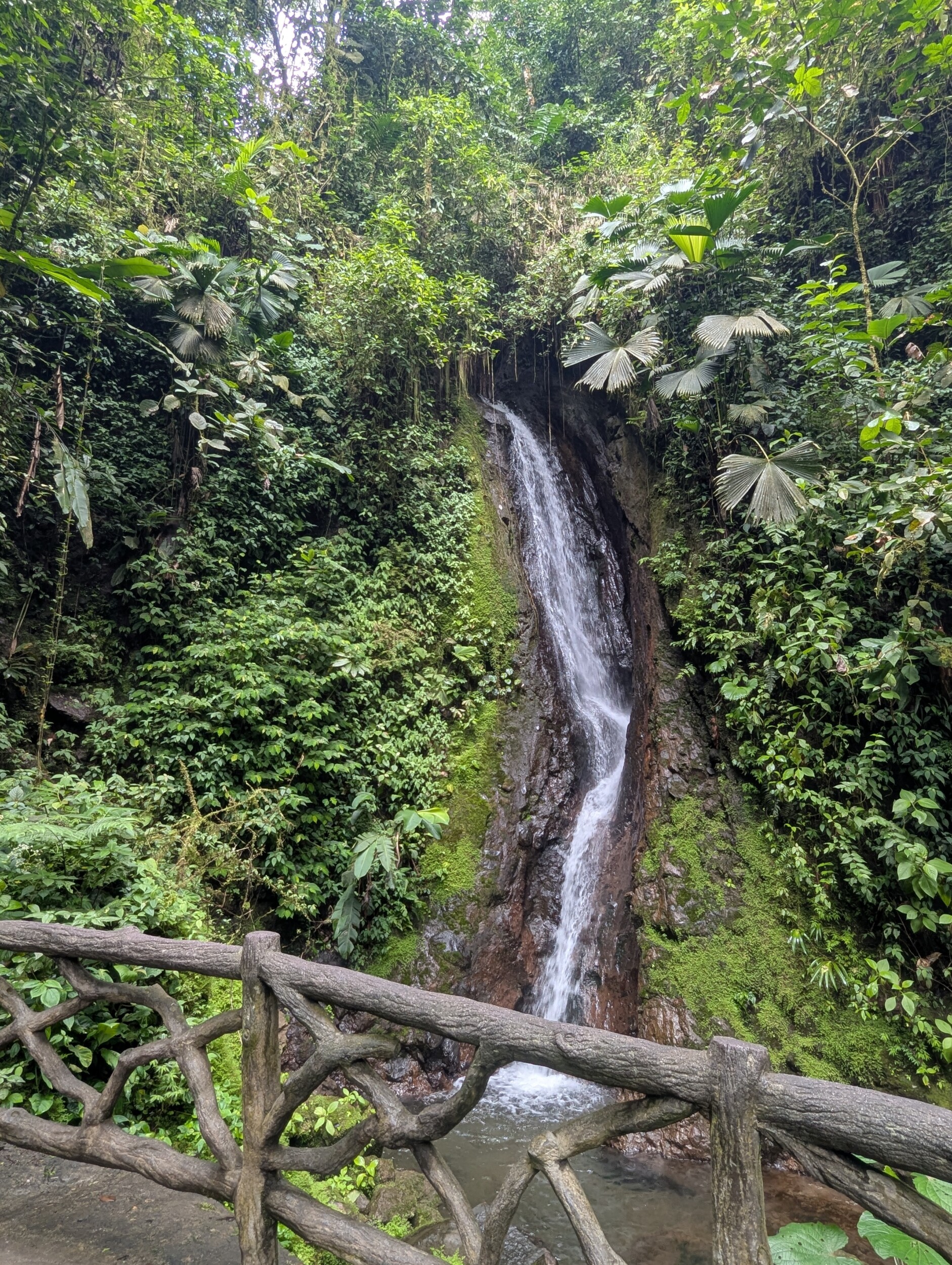 Het nevelwoud in het Mistico Park - Costa Rica