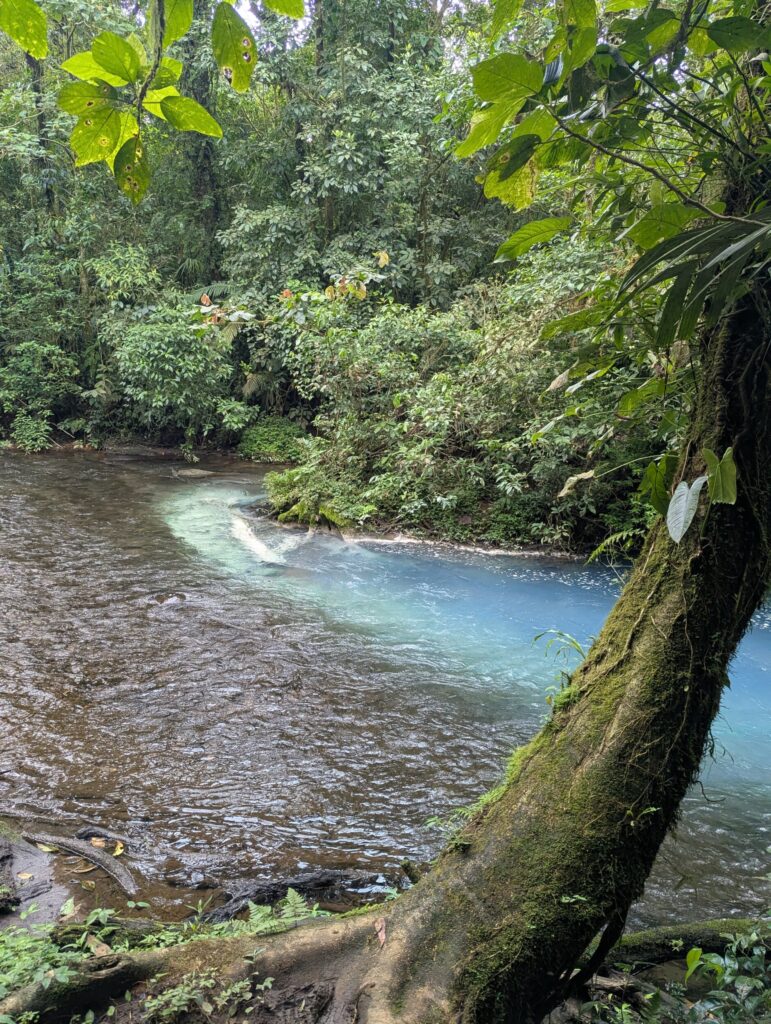 De twee kleuren water die vermengen in de Rio Celeste / Tenorio Volcano National Park