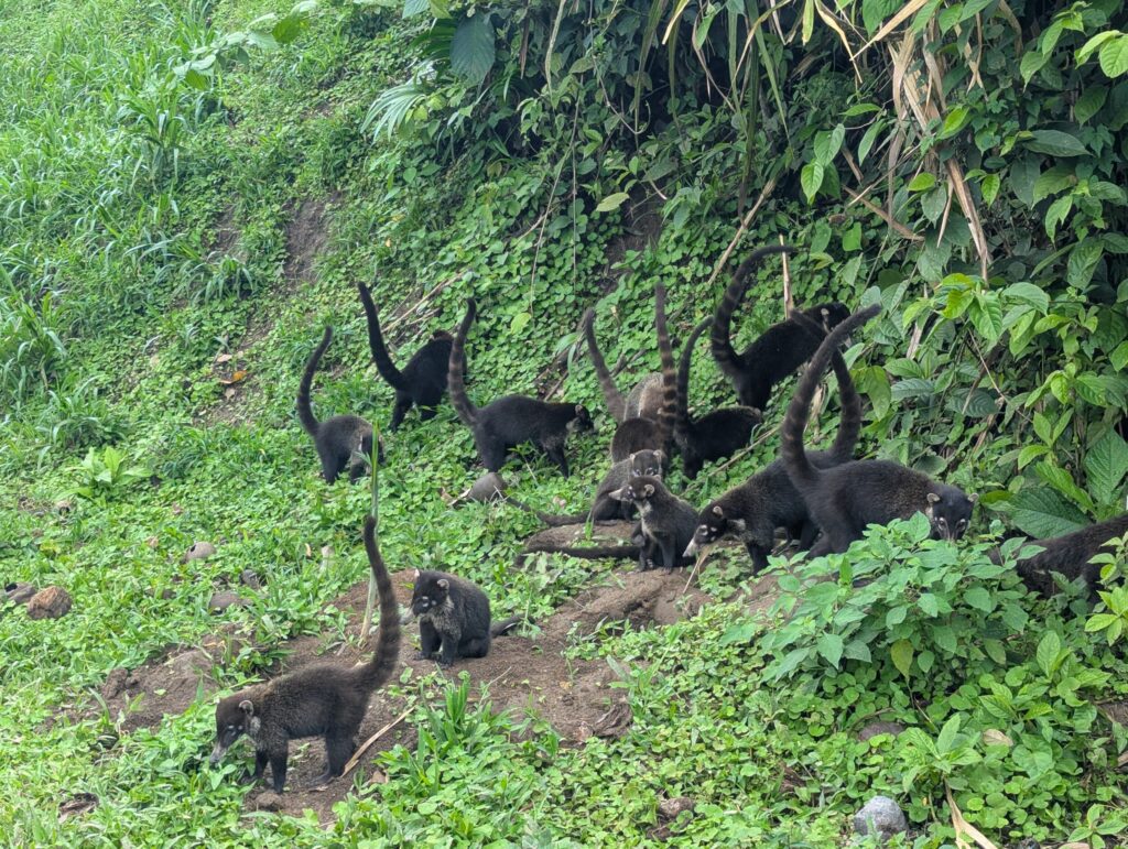 Witsnuit neusbeer in Costa Rica