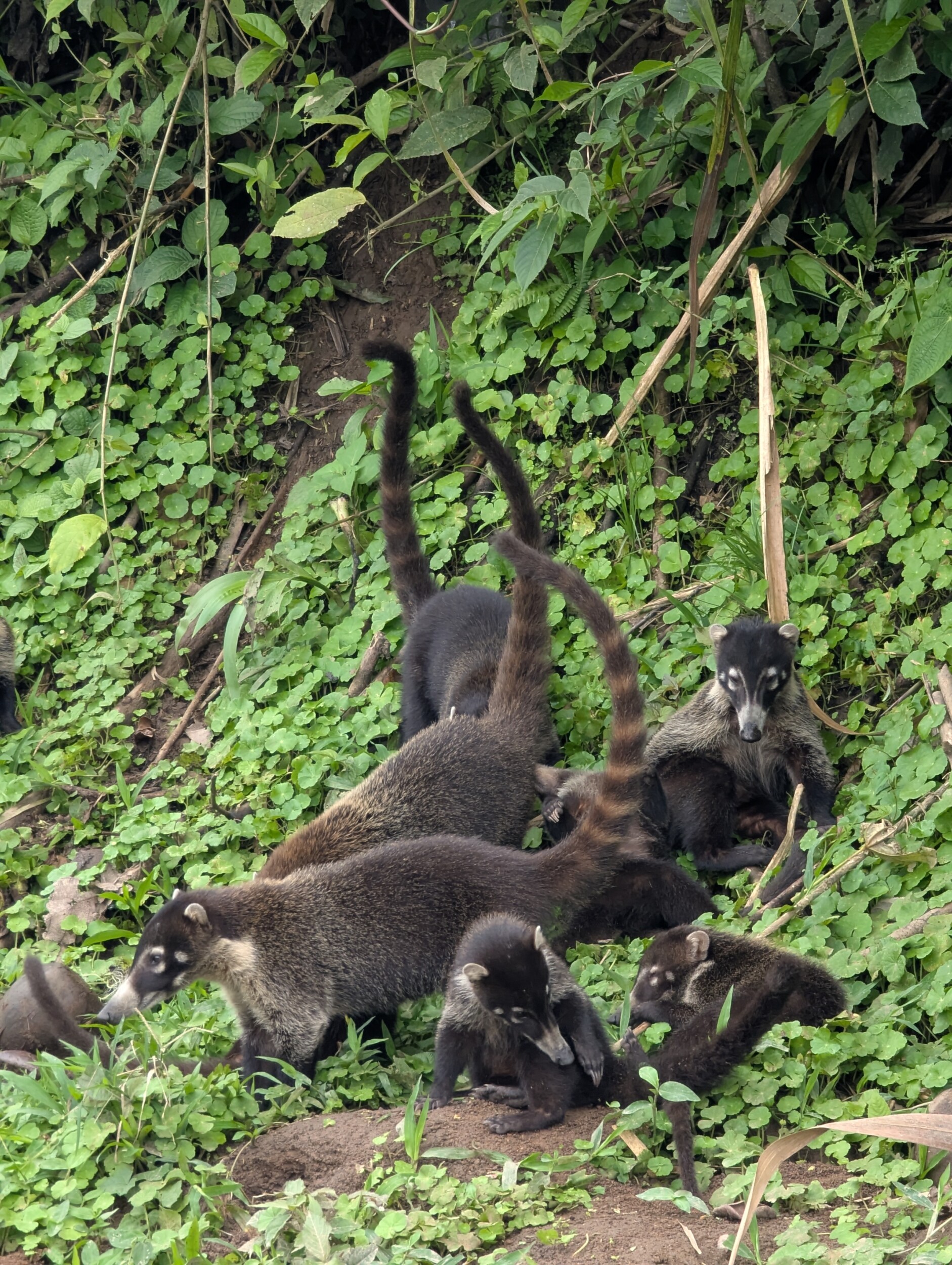 Familie neusbeer langs de weg - Lake Arenal, Costa Rica