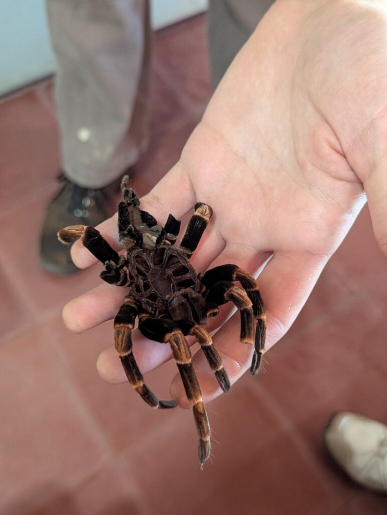 Bezoek het Monteverde Butterfly Gardens - Costa Rica