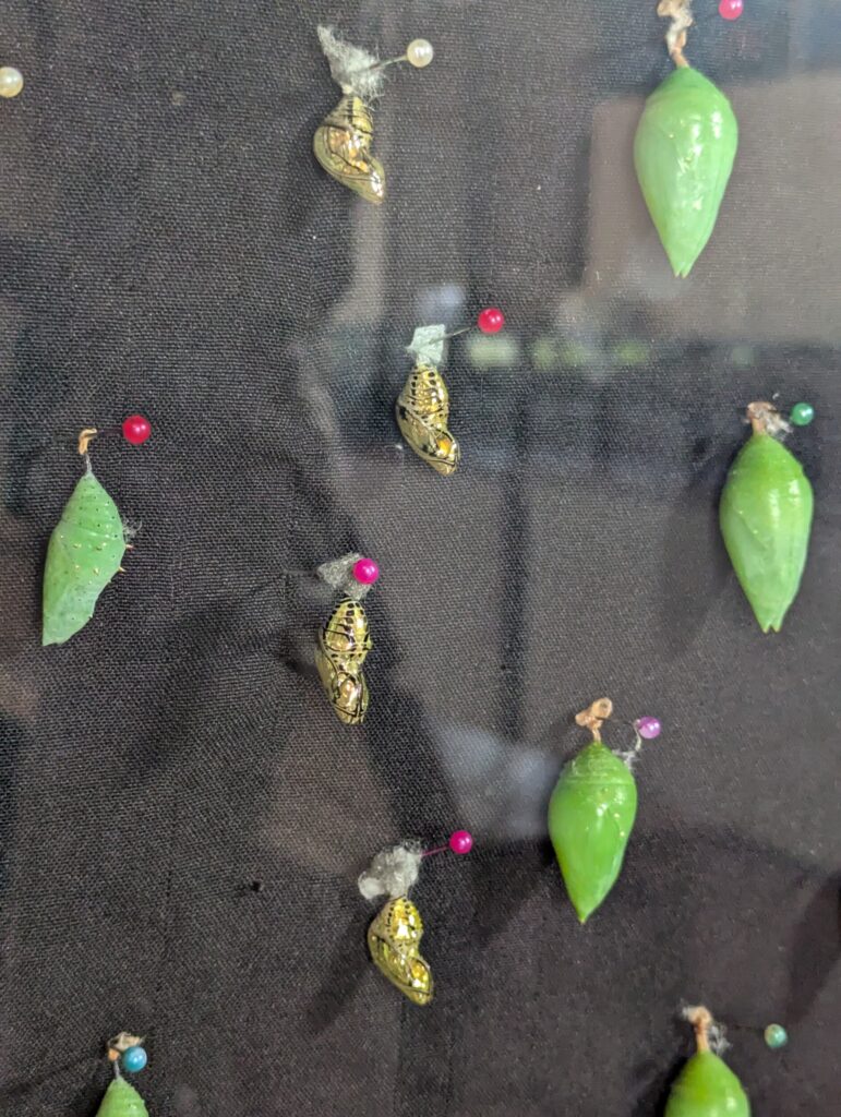 Bezoek het Monteverde Butterfly Gardens - Costa Rica