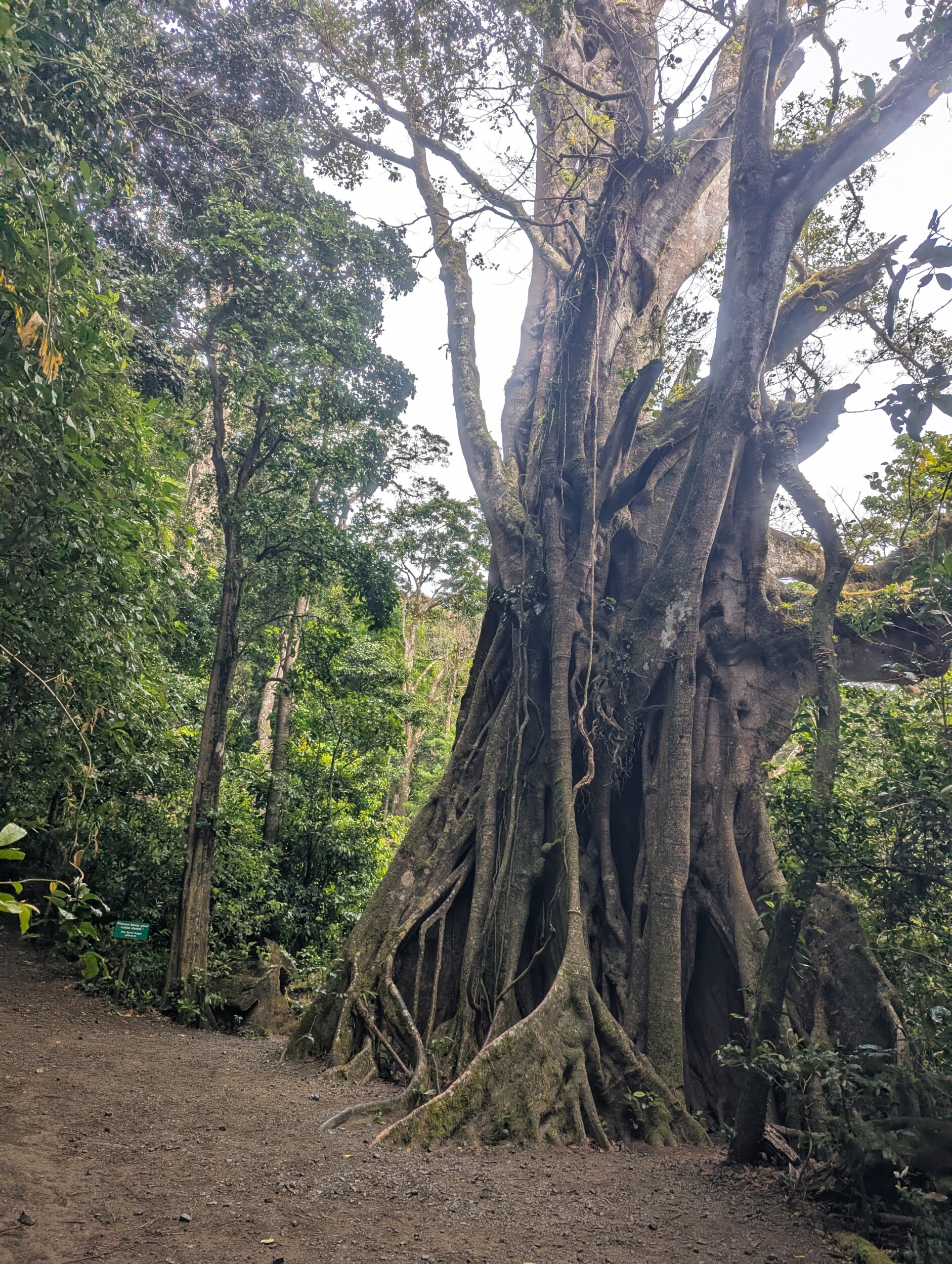 Wandeling in Curi-Chanca reserve Costa Rica