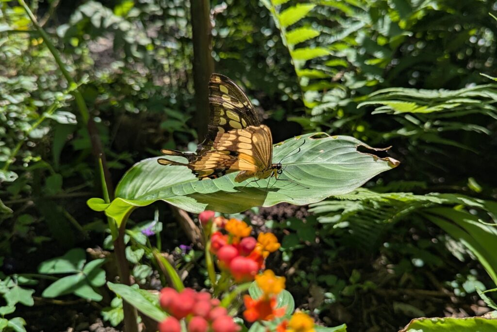 Vlinder - Monteverde Butterfly Gardens, Costa Rica