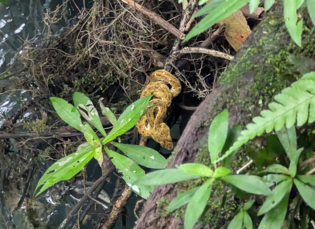 gele slang in rio celeste