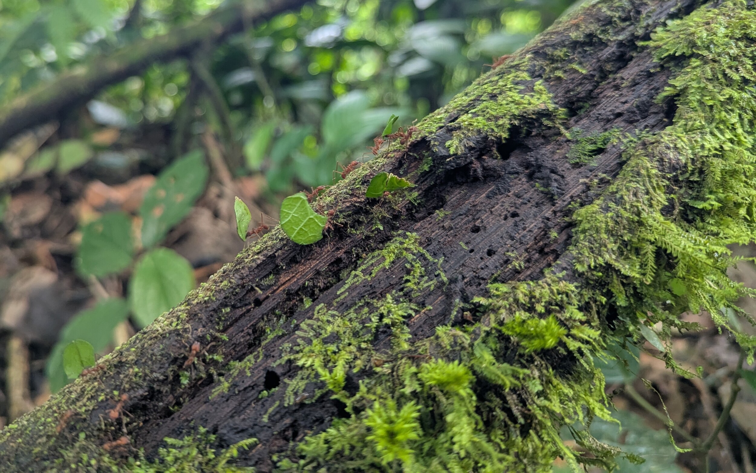De drukke mieren in Costa Rica