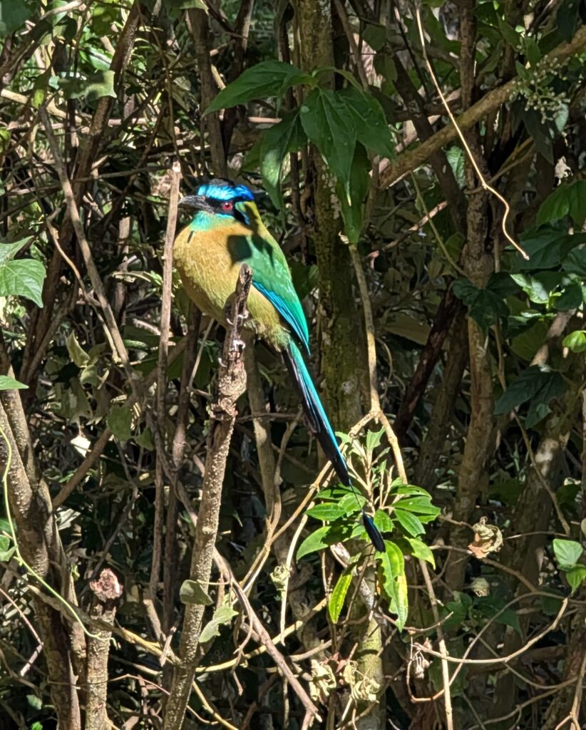 motmot bij montana - costa rica