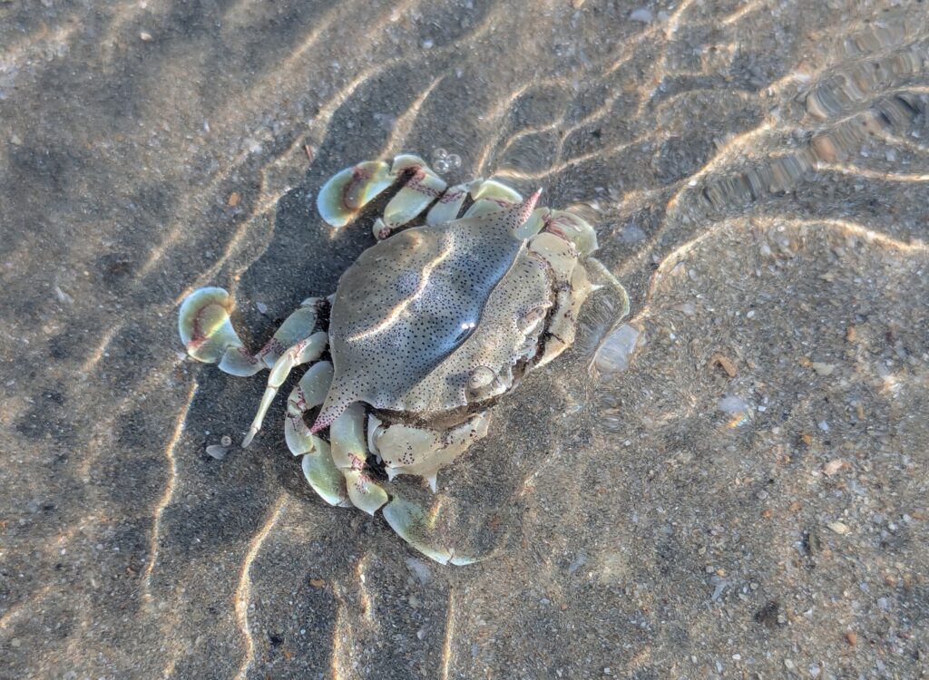 Krab op het strand van Palolem