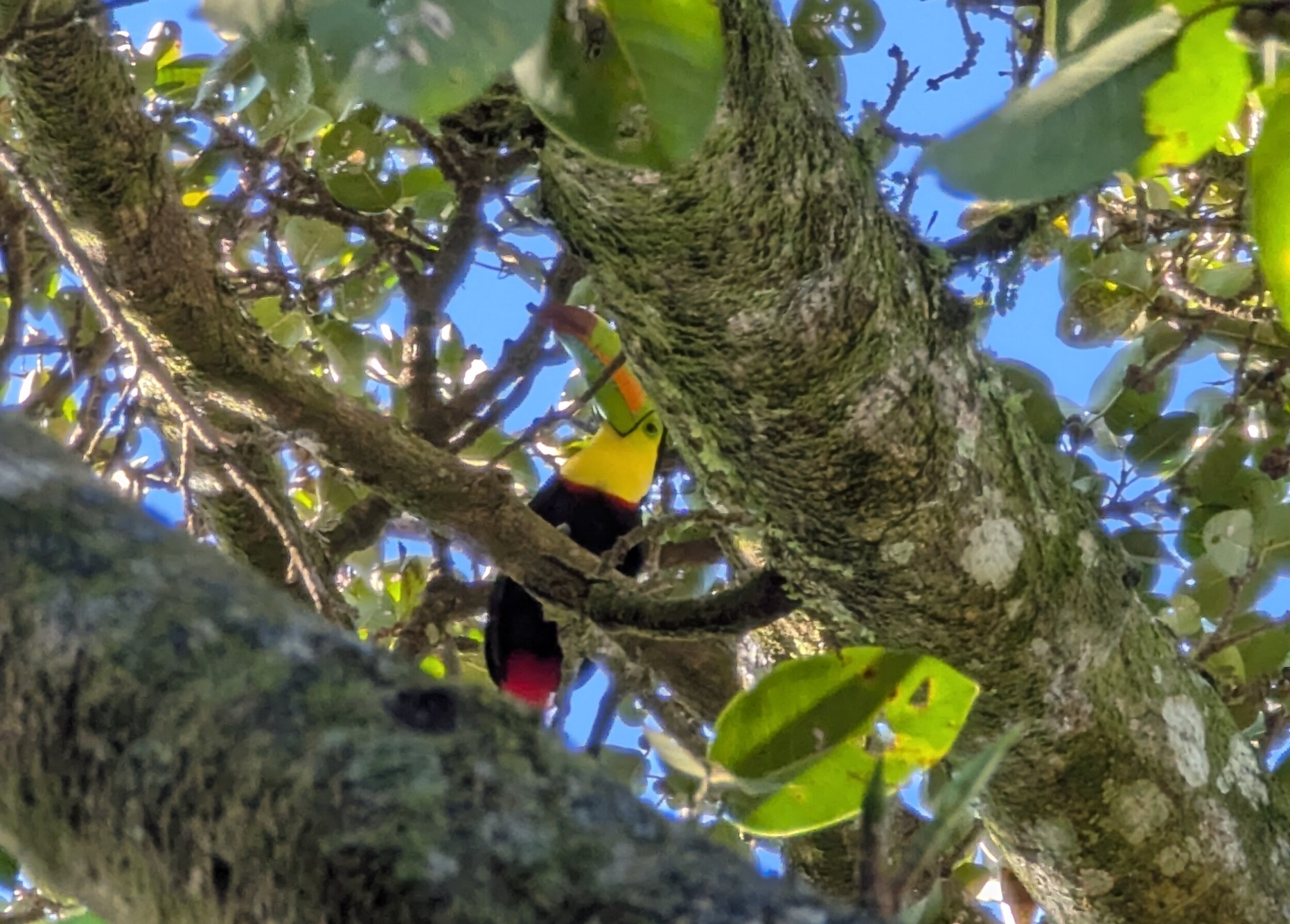Zwavelborsttoekan in Monteverde - Costa Rica