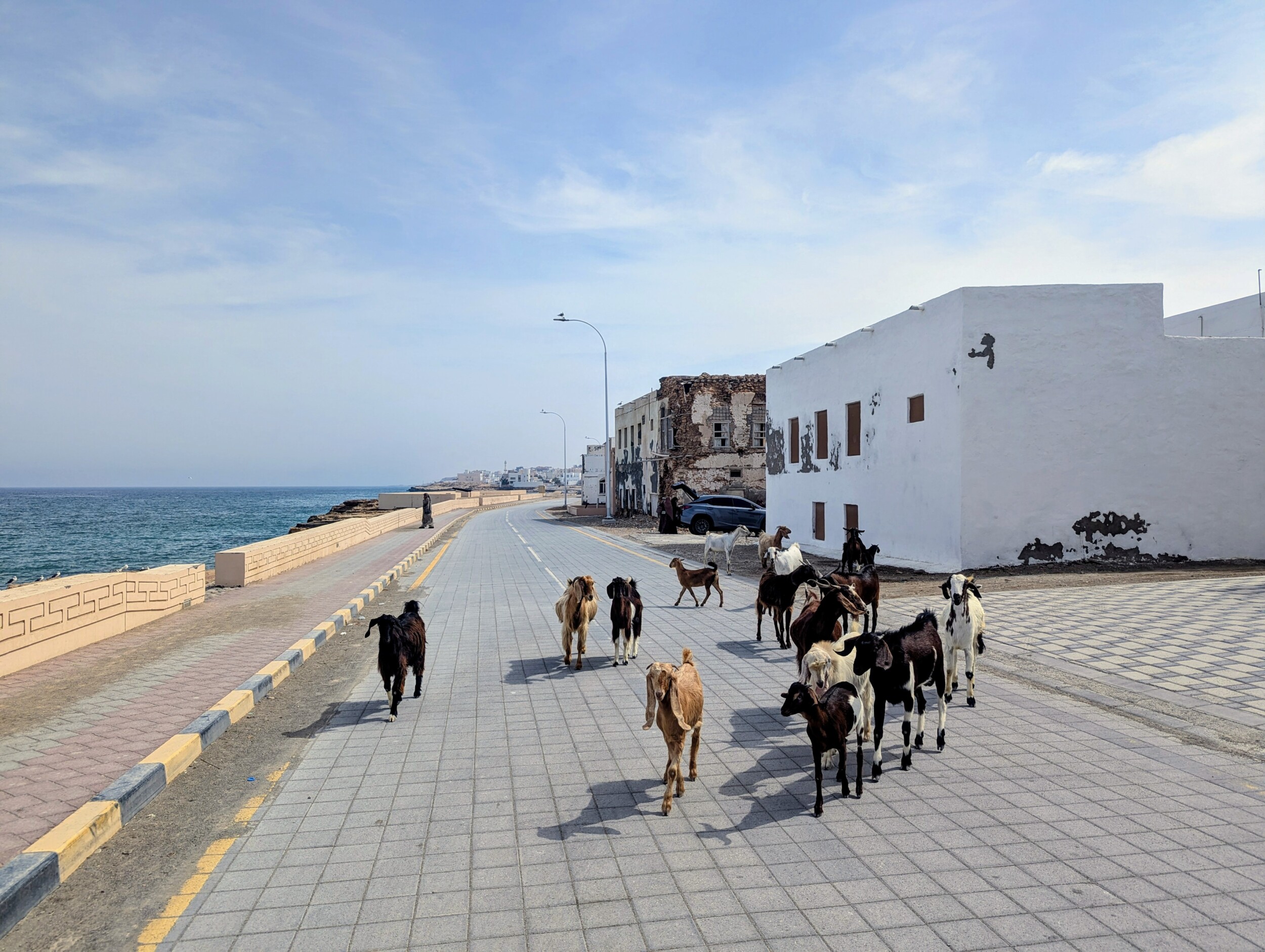 Auto huren in Oman, dieren op de weg