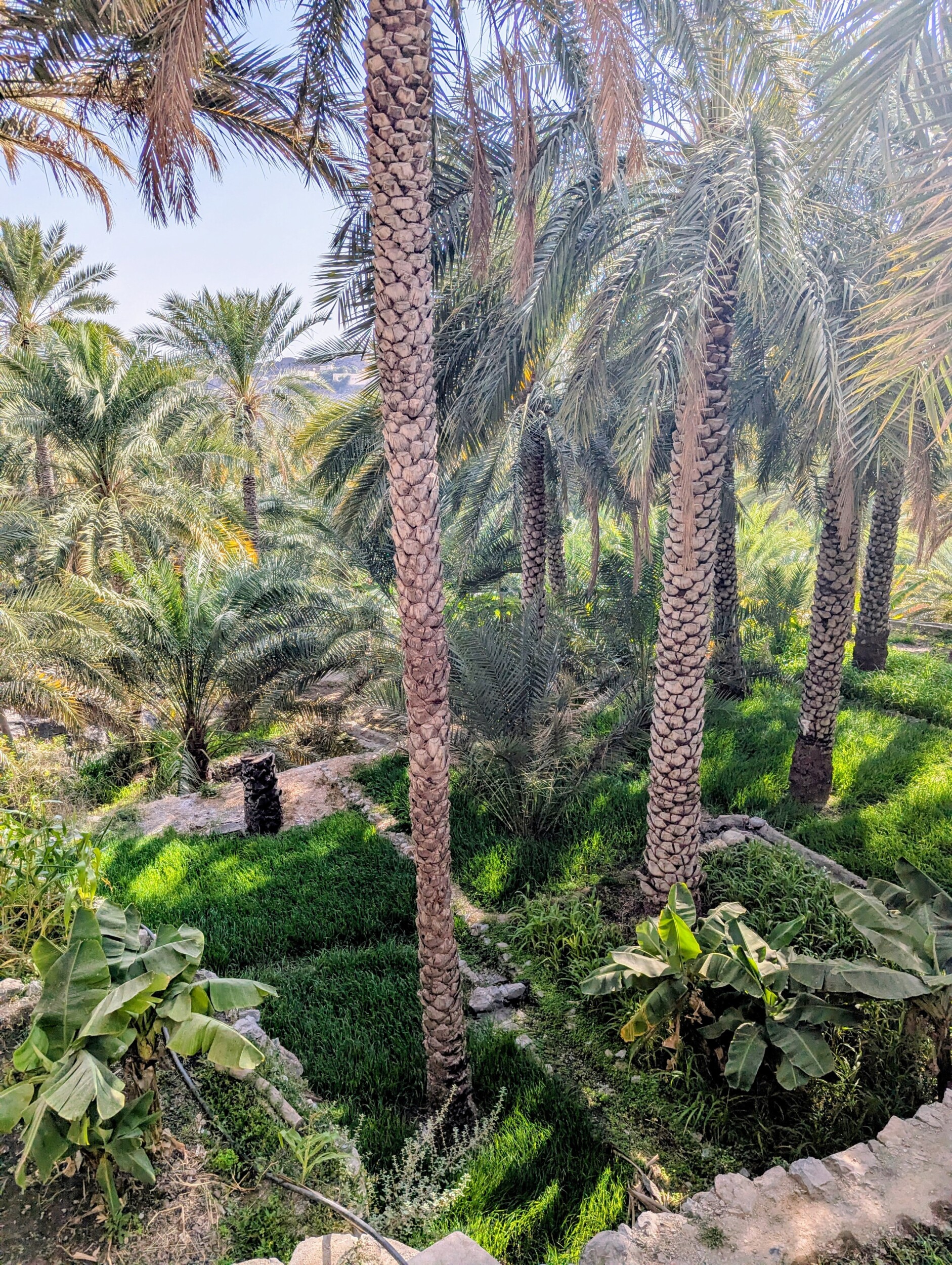 Falaj in Misfat Al Abriyeen - Uniek bergdorp in Oman