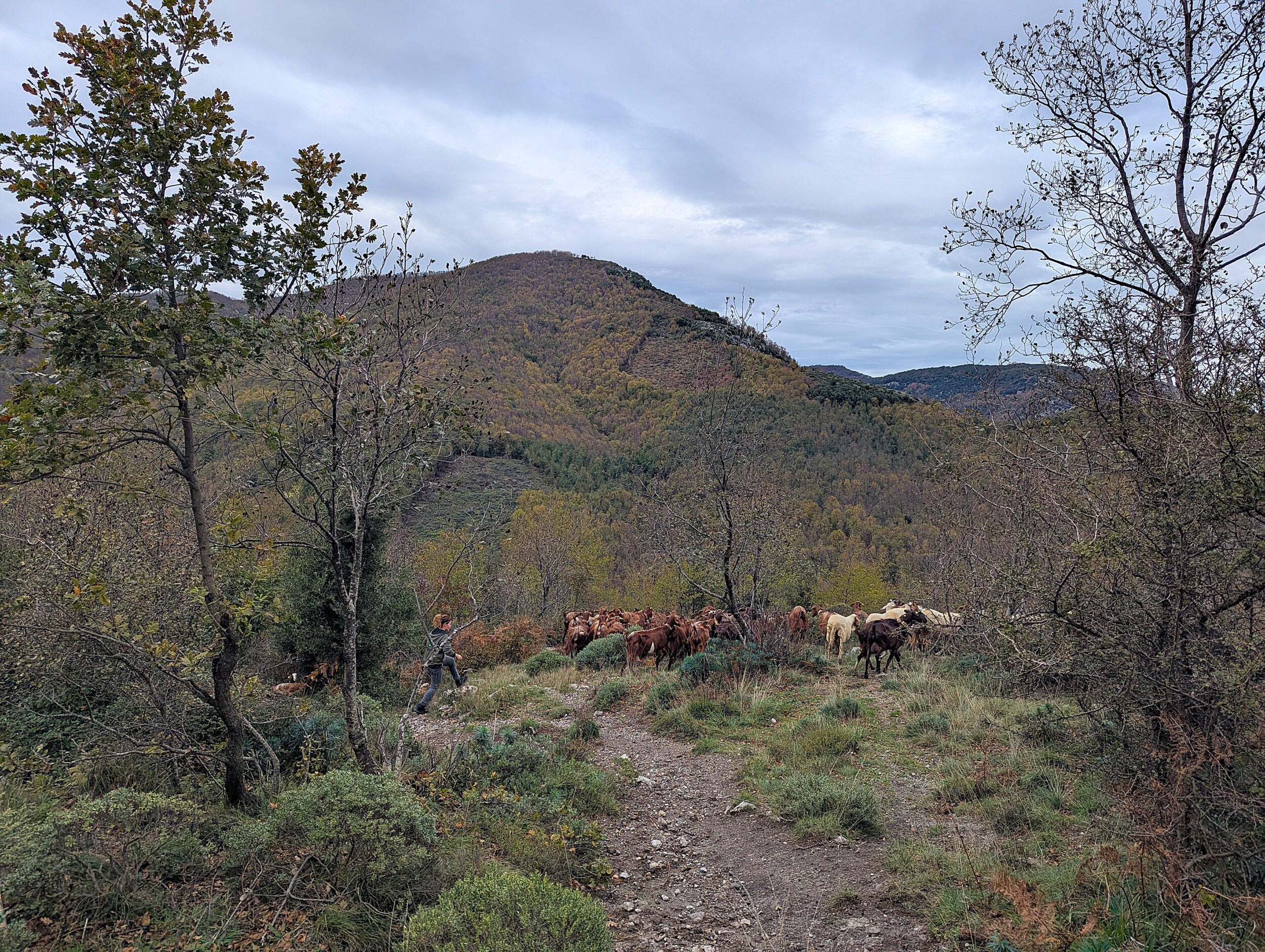 Herder bij San Lazarro aan de Amalfikust
