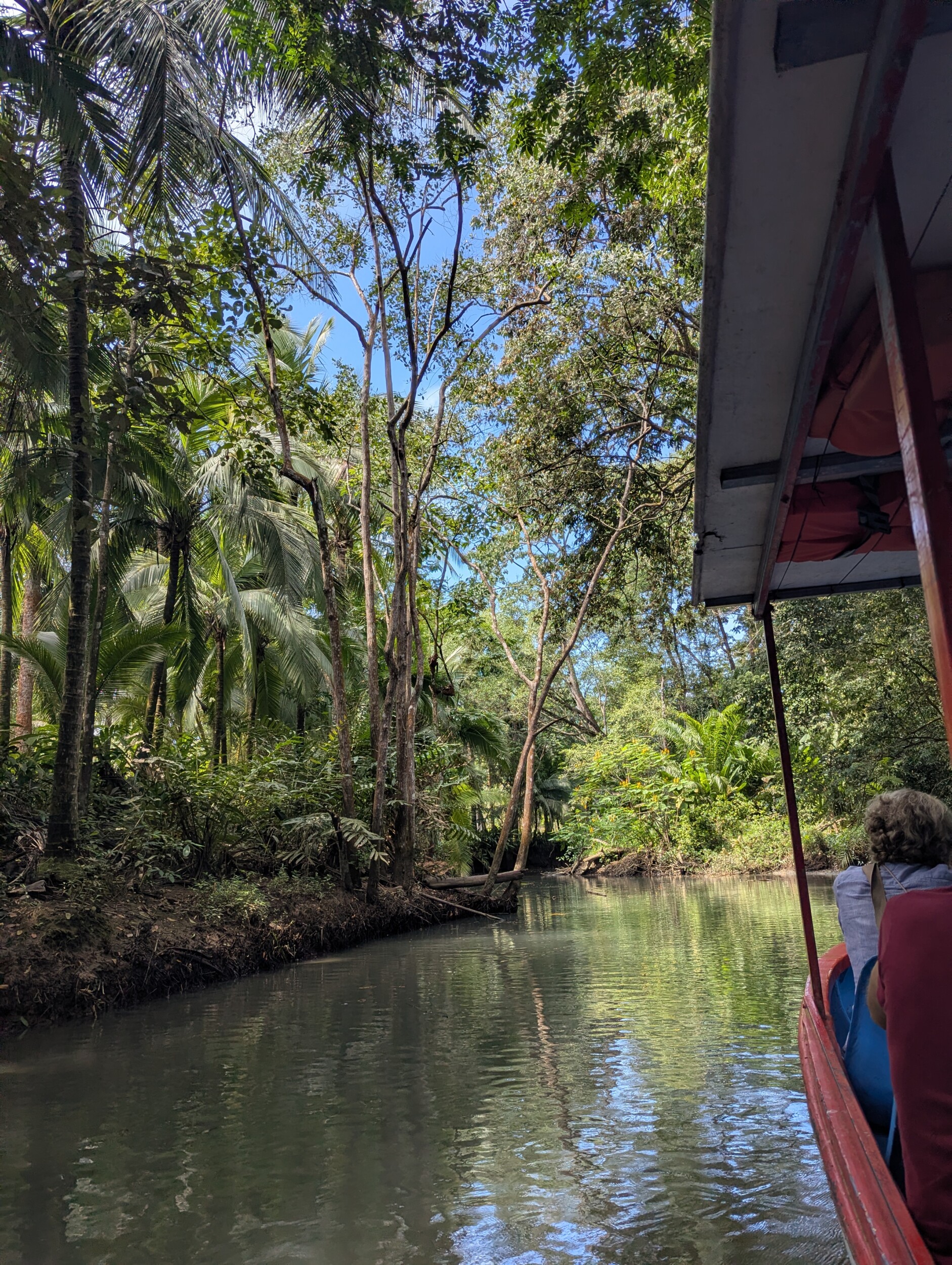 Mangrove tour Costa Rica
