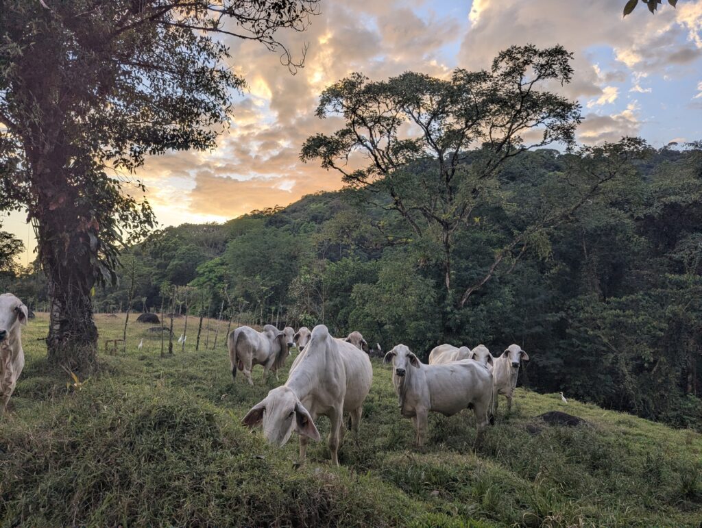 Wandelen bij La Comarca in de omgeving - Costa Rica