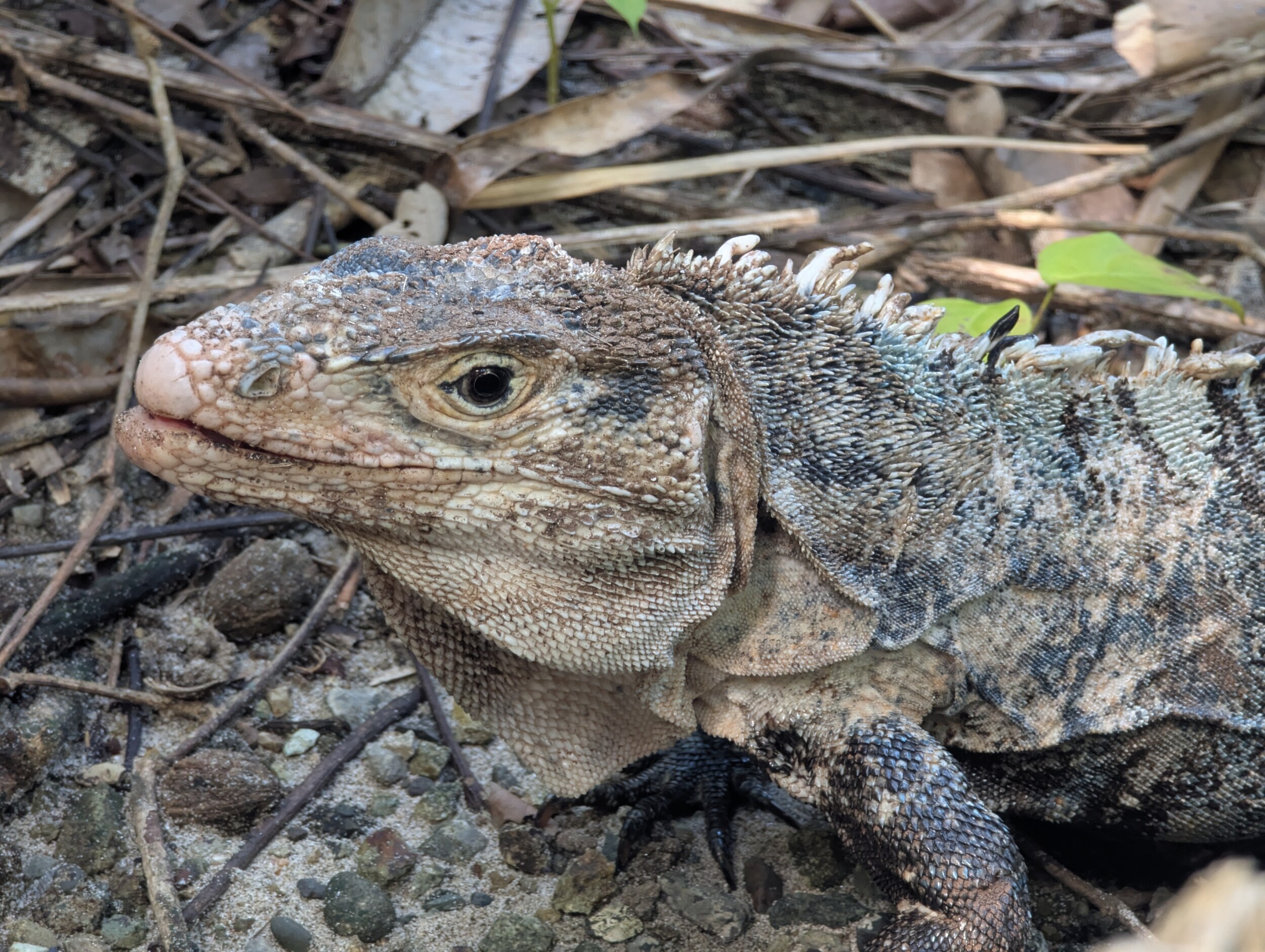 Wildlife in het Manuel Antonio NP - Costa Rica