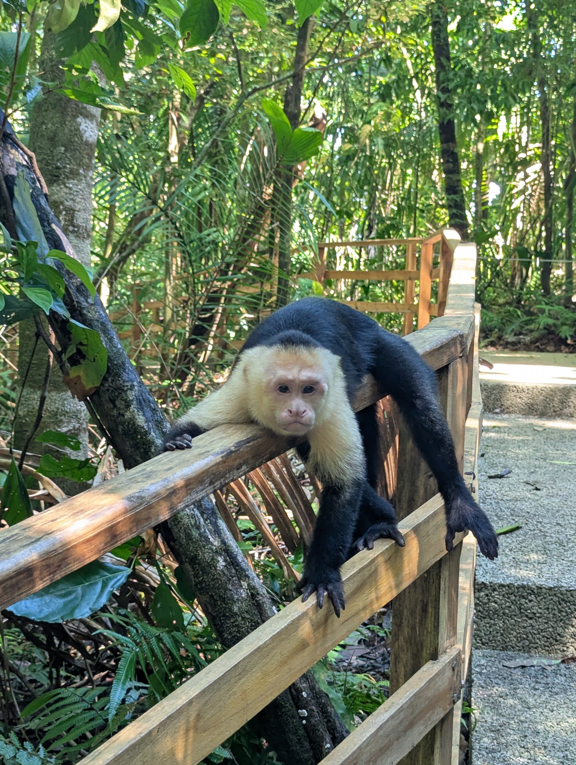 Aap in Manuel Antonio National Park - Costa Rica