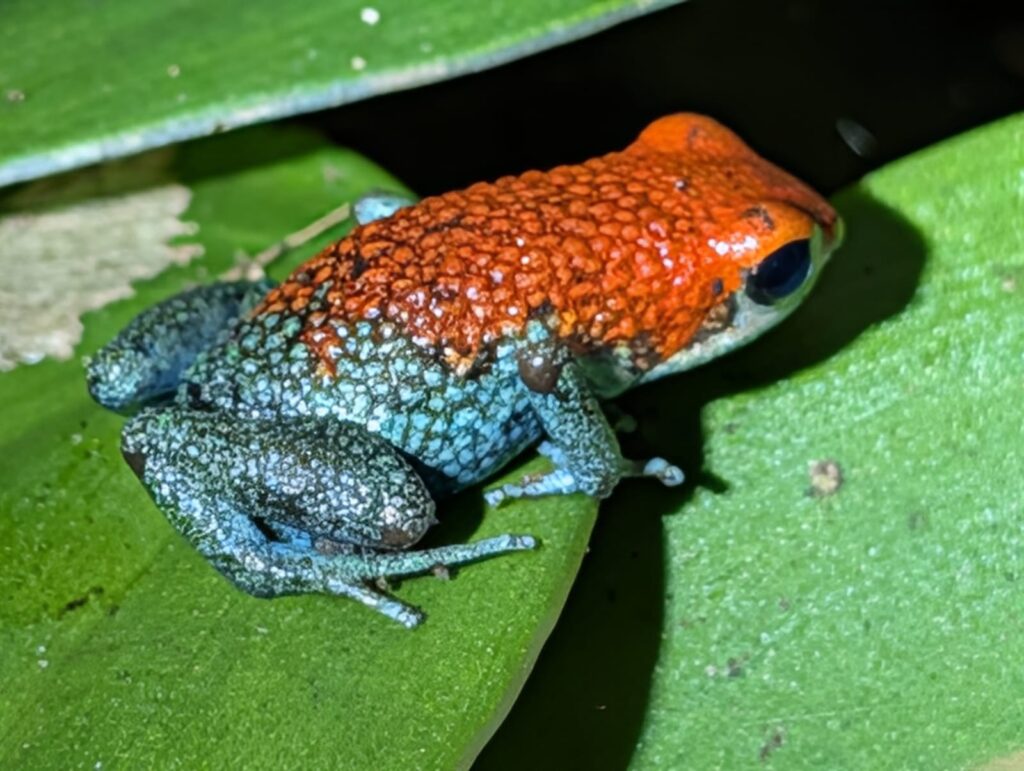 Drake Bay en Corcovado National Park: Snorkelen, Wandelen en Kikkers Spotten in Costa Rica's Wildste Hoek